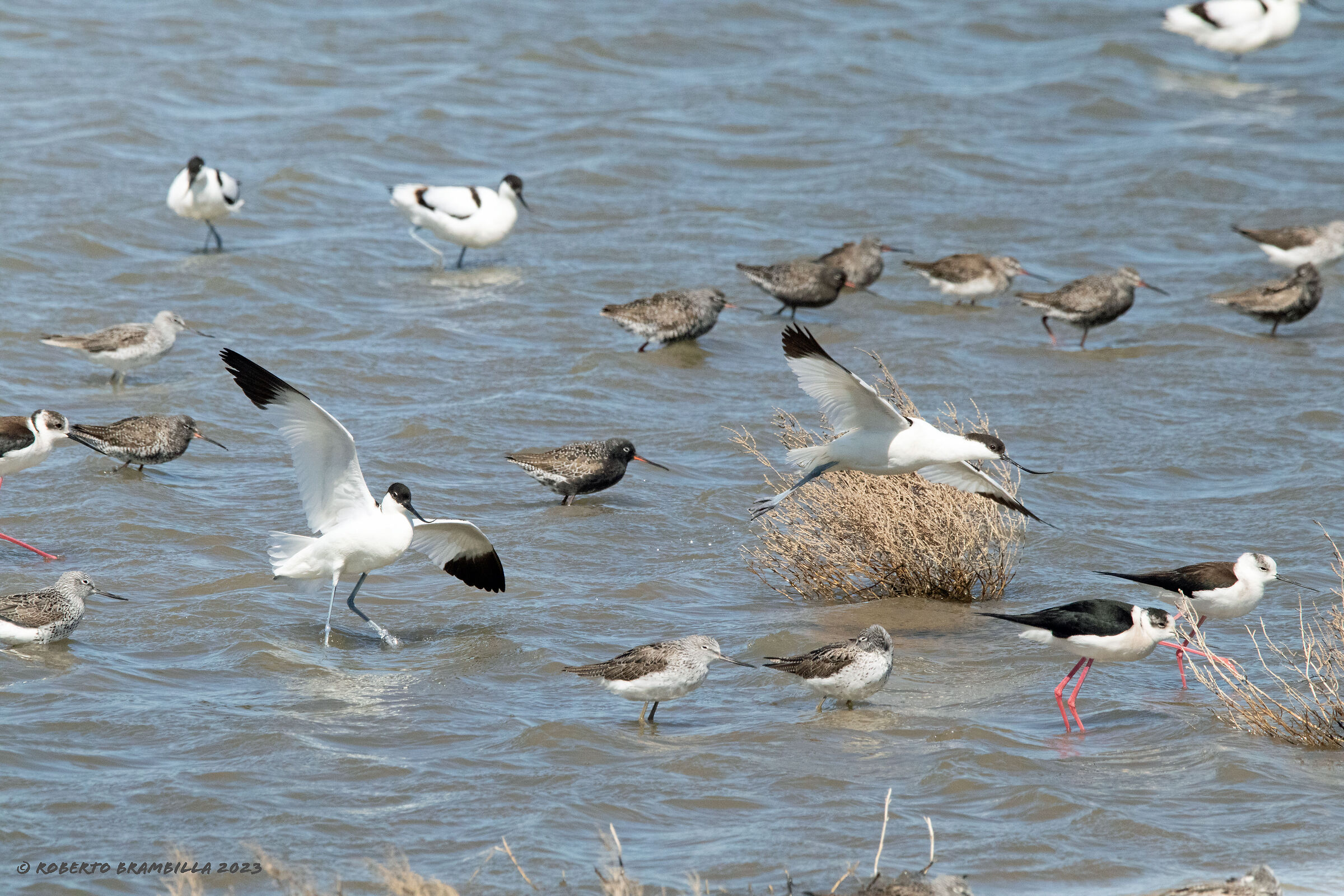 Shorelines and Avocets