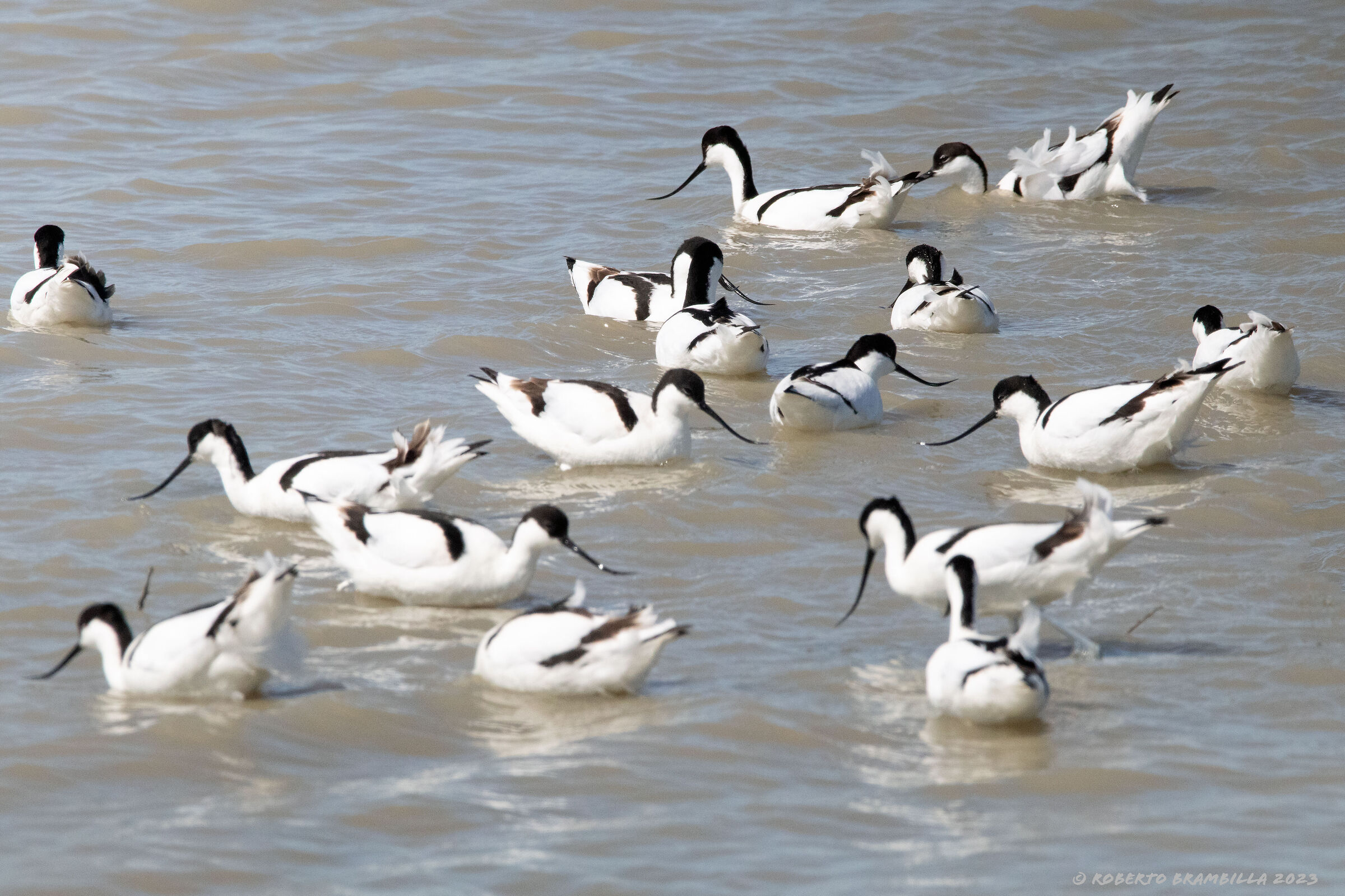 Avocets