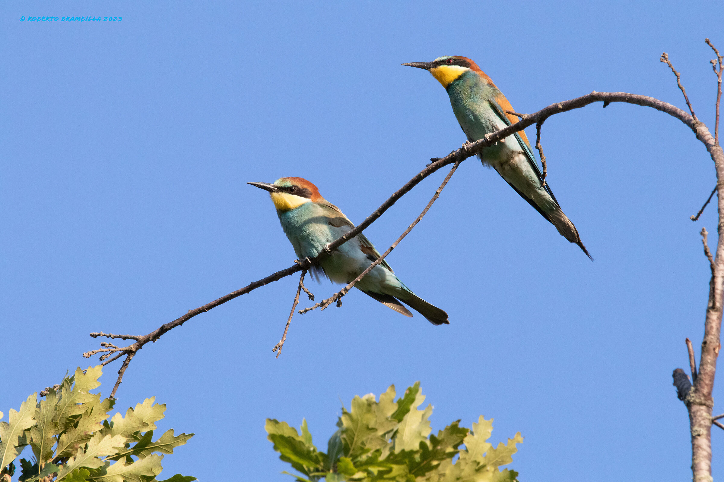 Bee-eaters