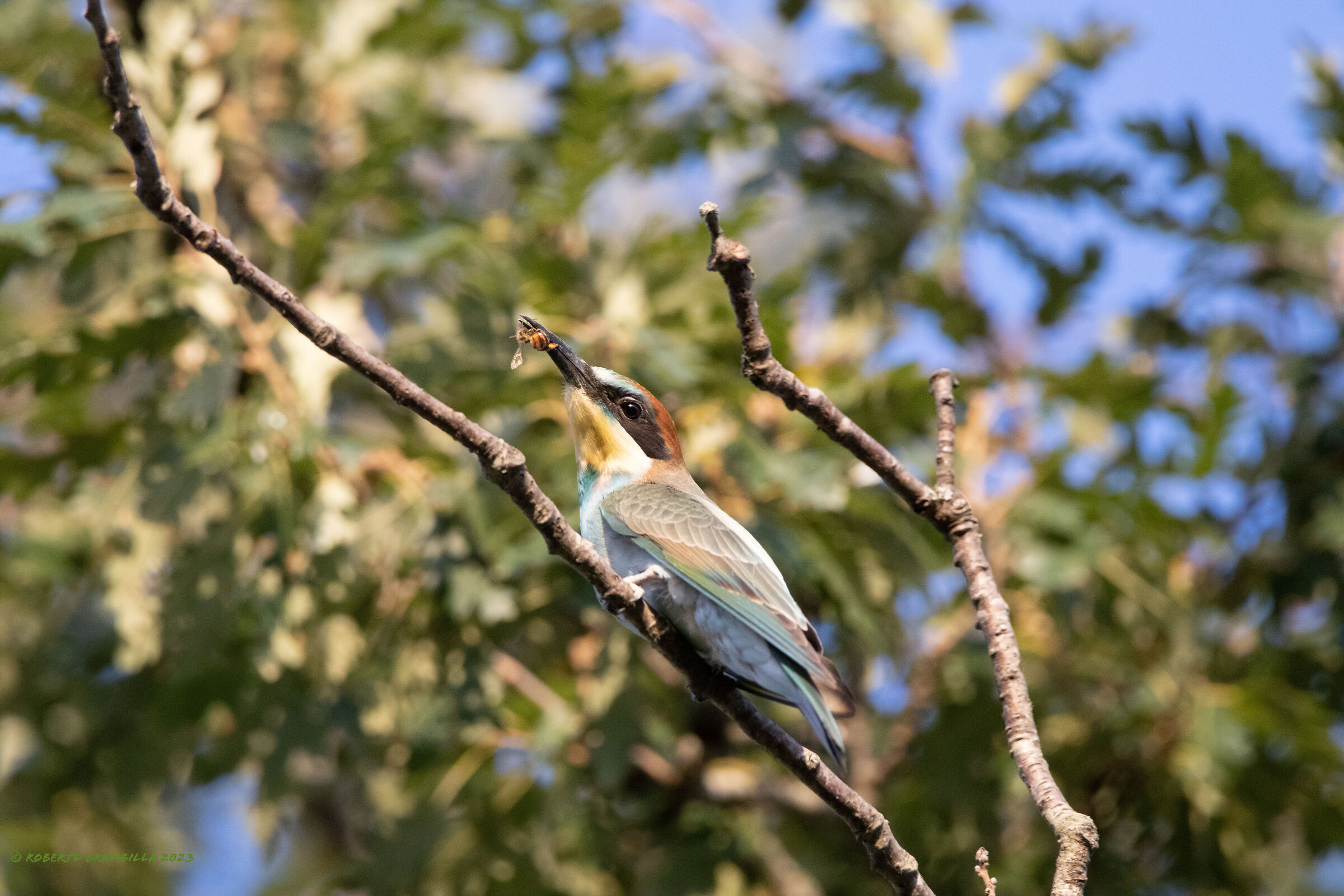 Bee-eater