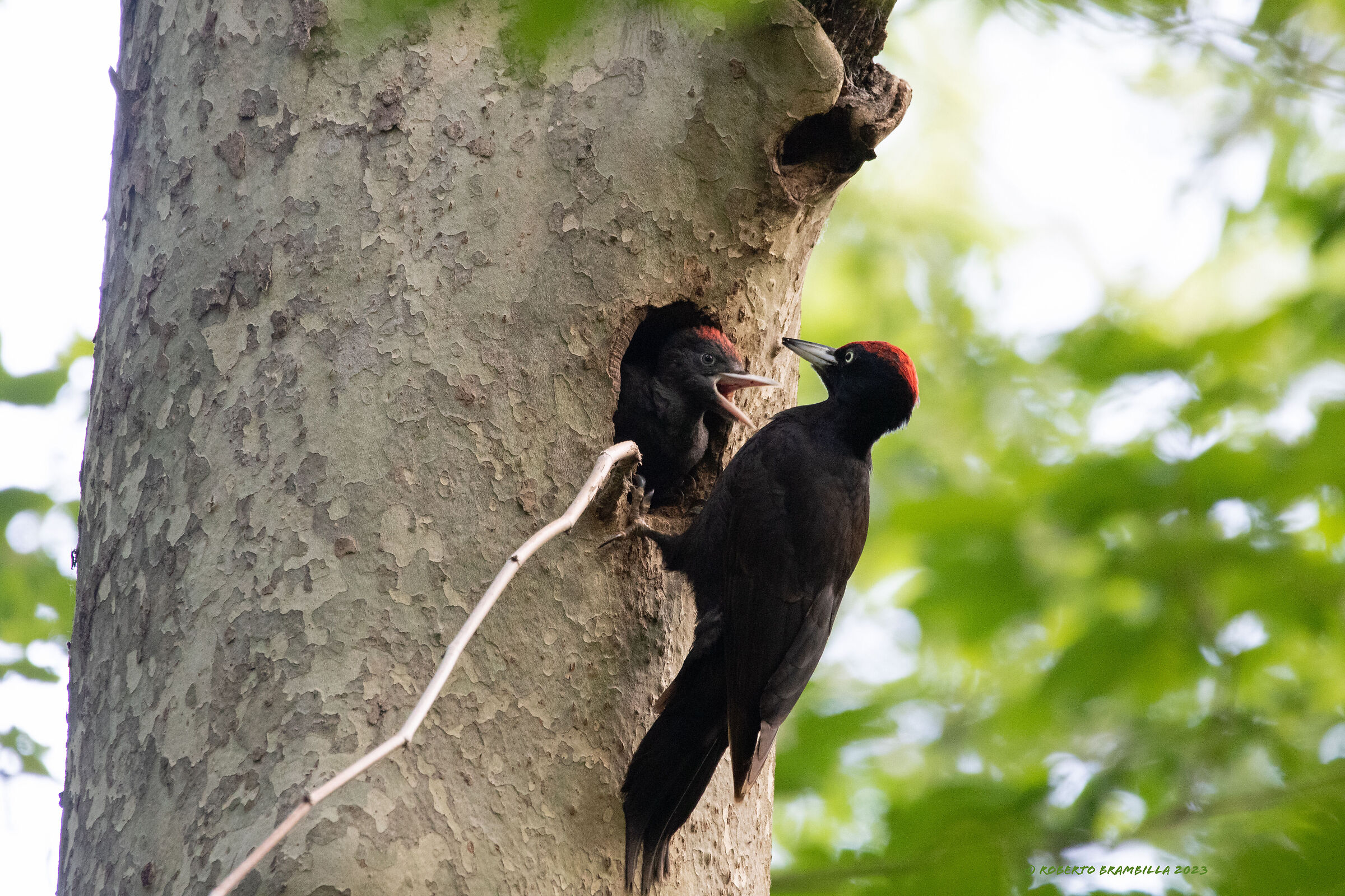 Black woodpecker with pullet