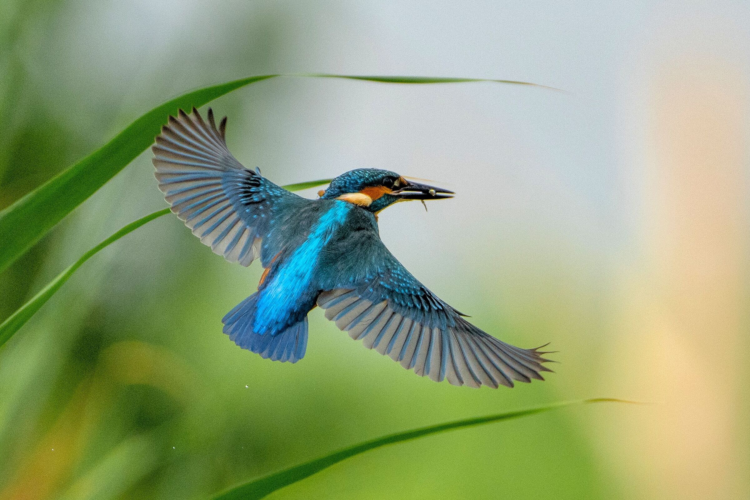 Kingfisher
