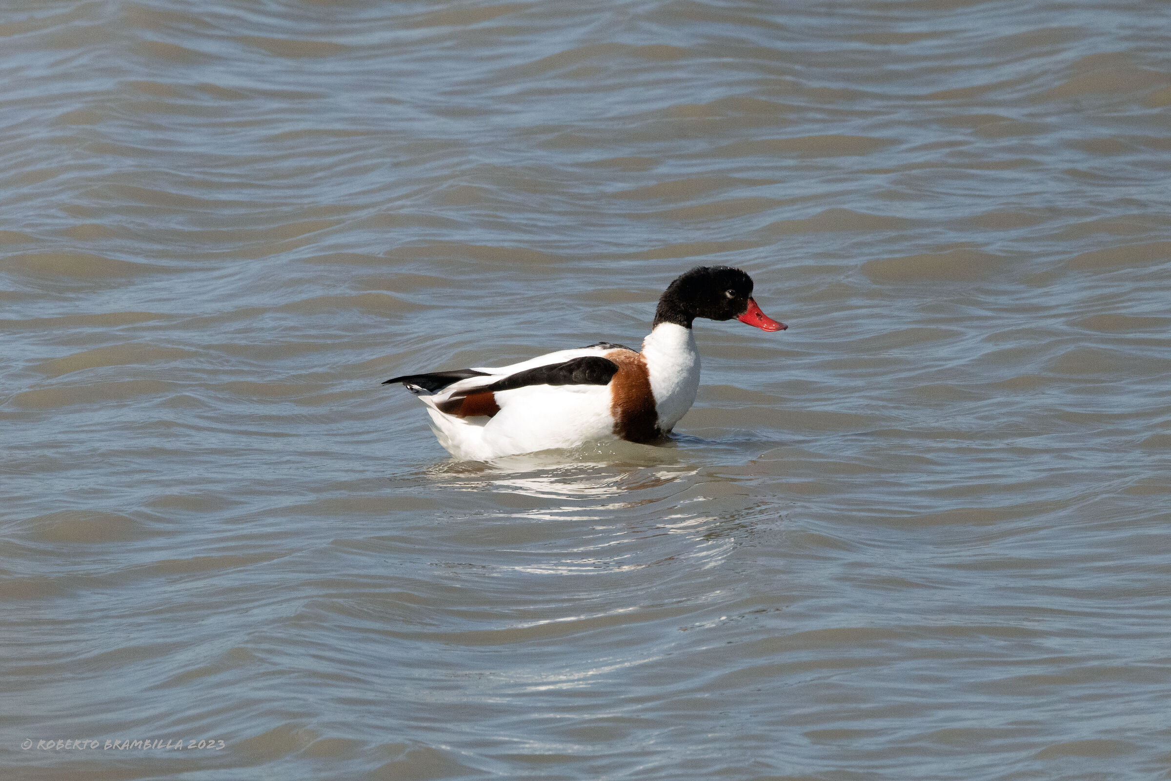 Common shelduck