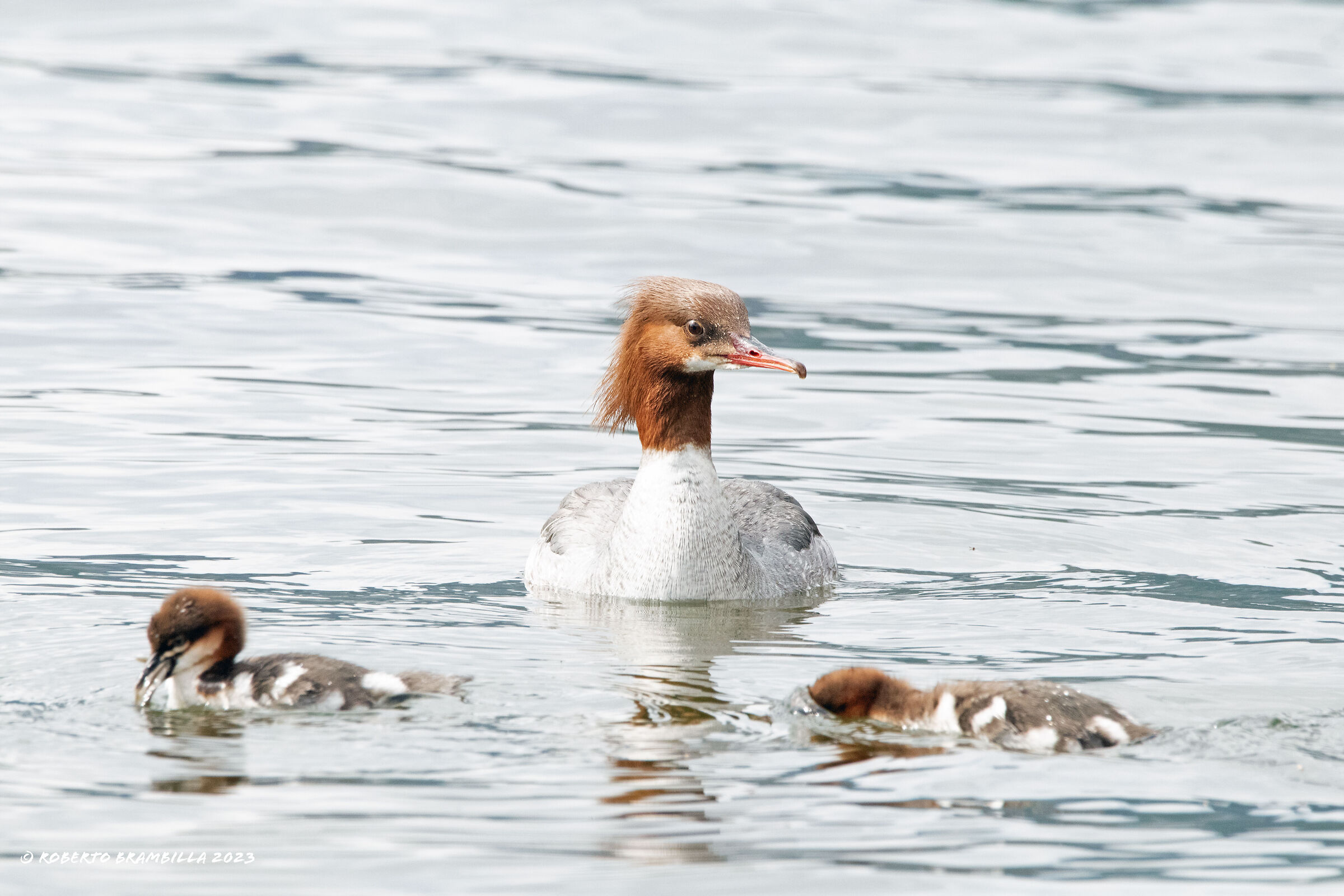 Family of mergansers