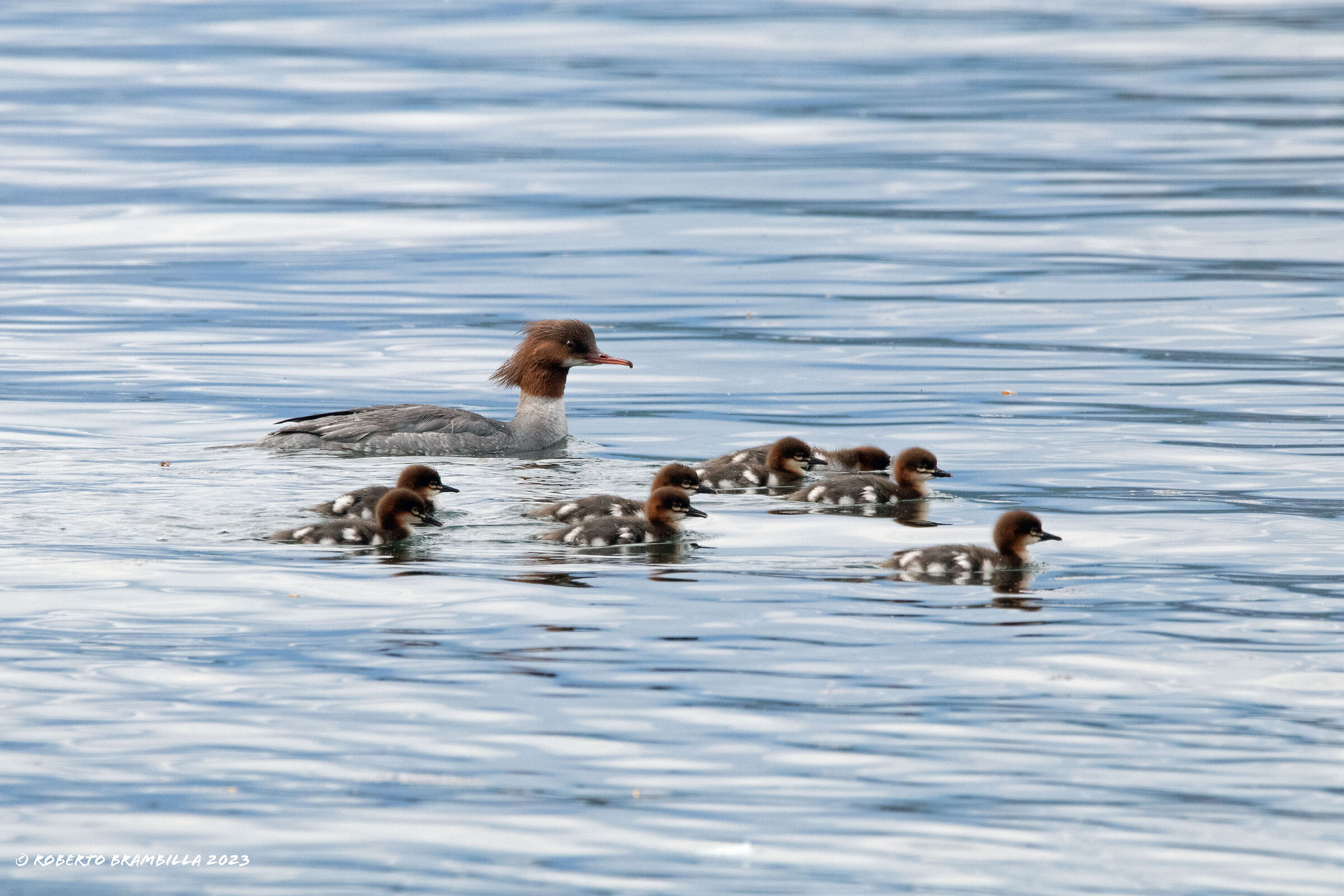 Mergansers