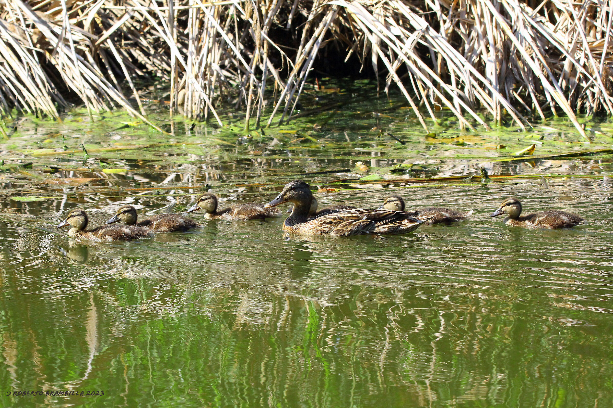 Family of mallards