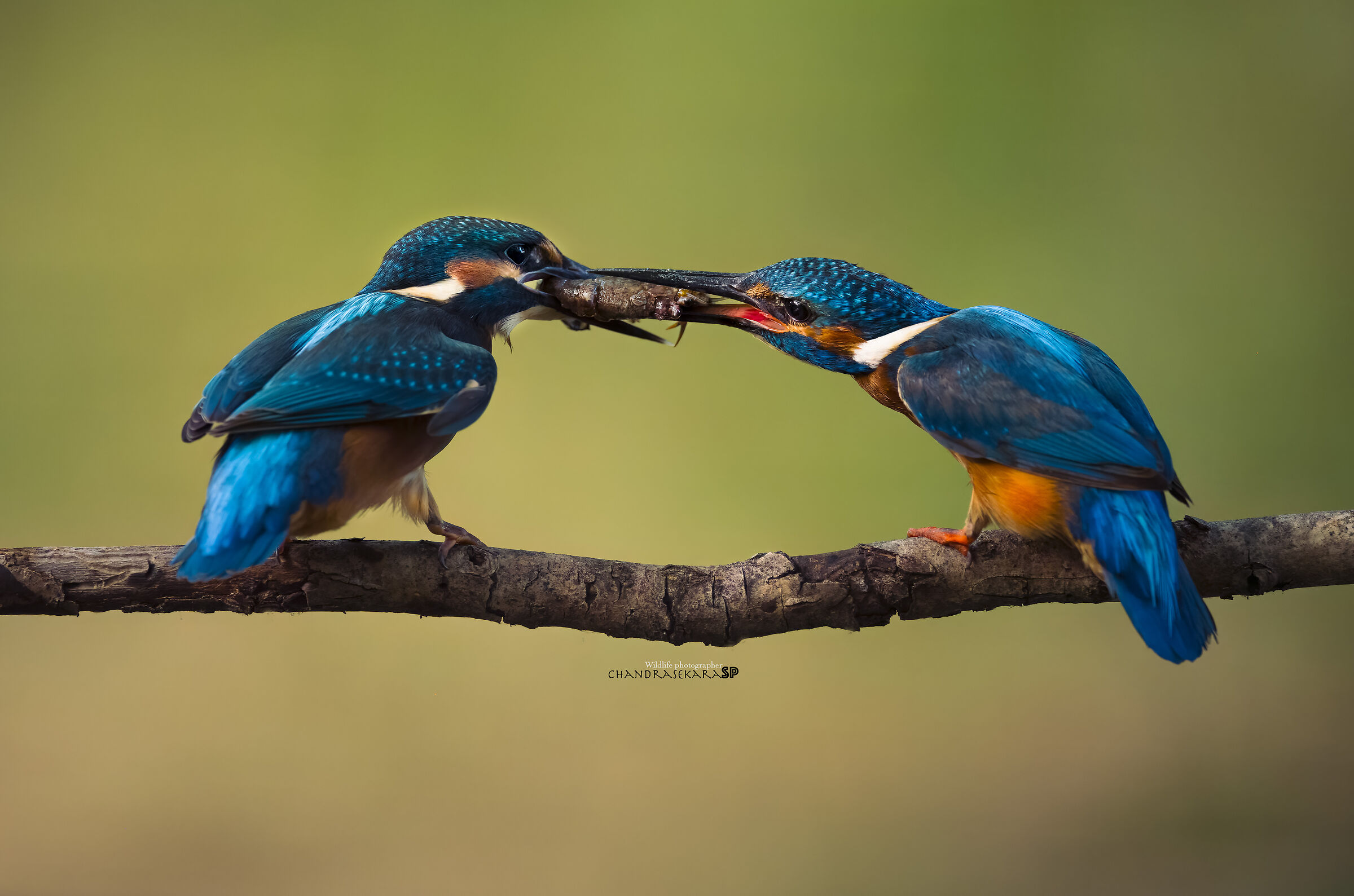 The division of a shrimp, kingfisher f/m