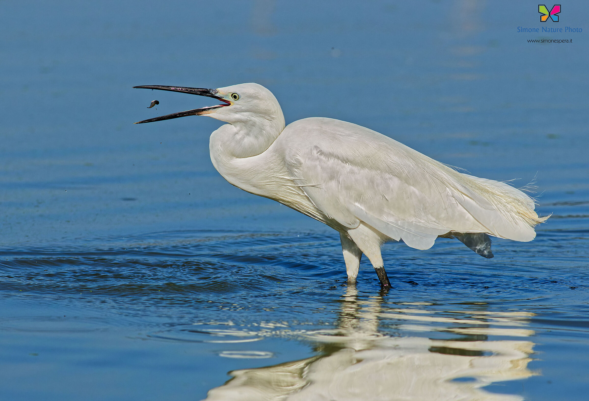 Egret....