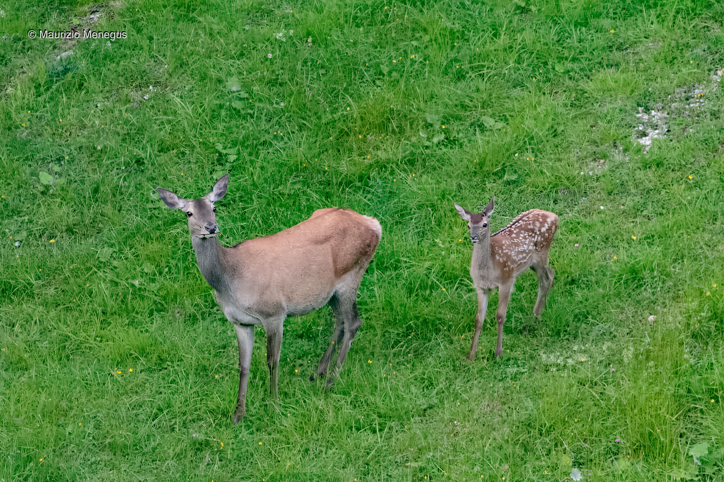 Cerva adulta e piccolo  a luglio Dolomiti