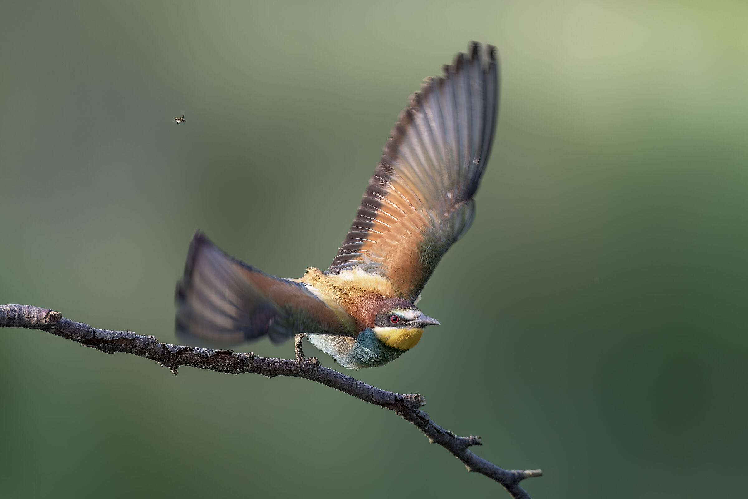 Bee-eater