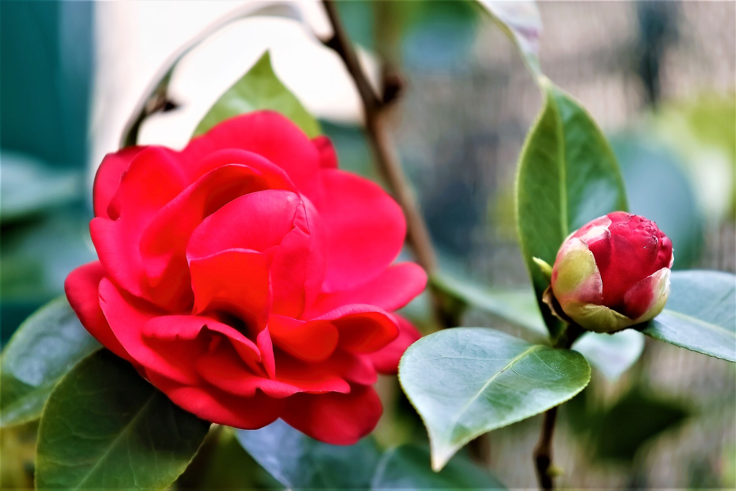 Camelia 19 marzo 2023