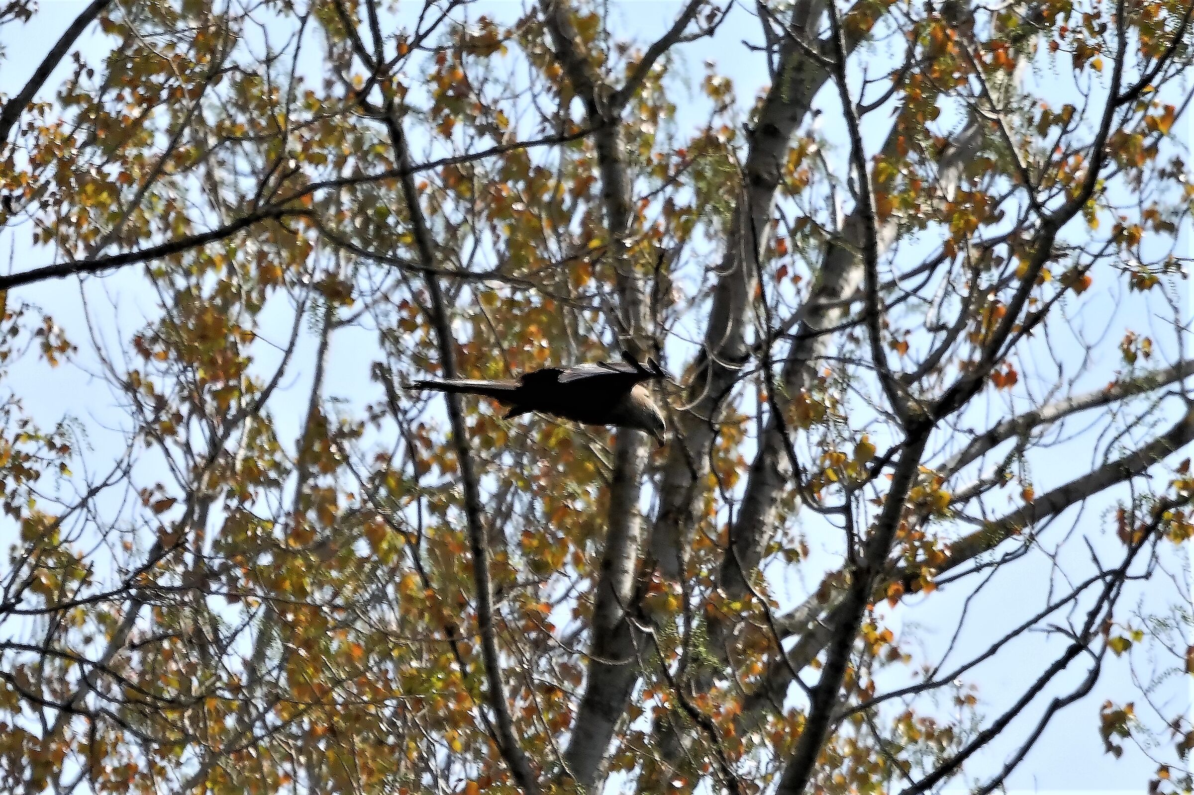 Nibbio bruno 06-04-2023