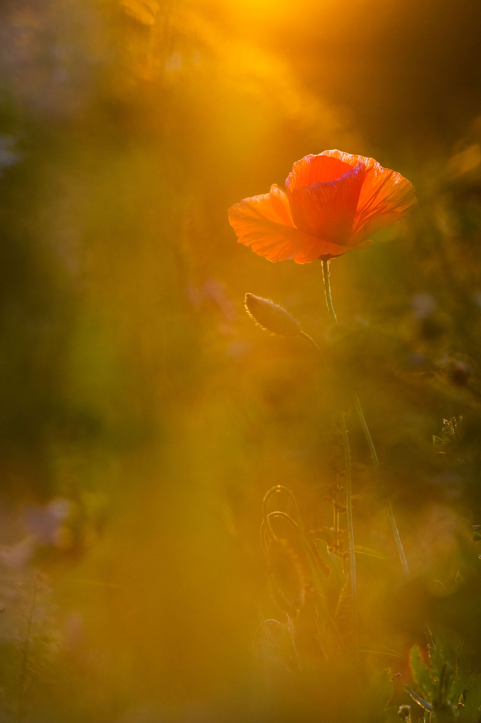 poppy