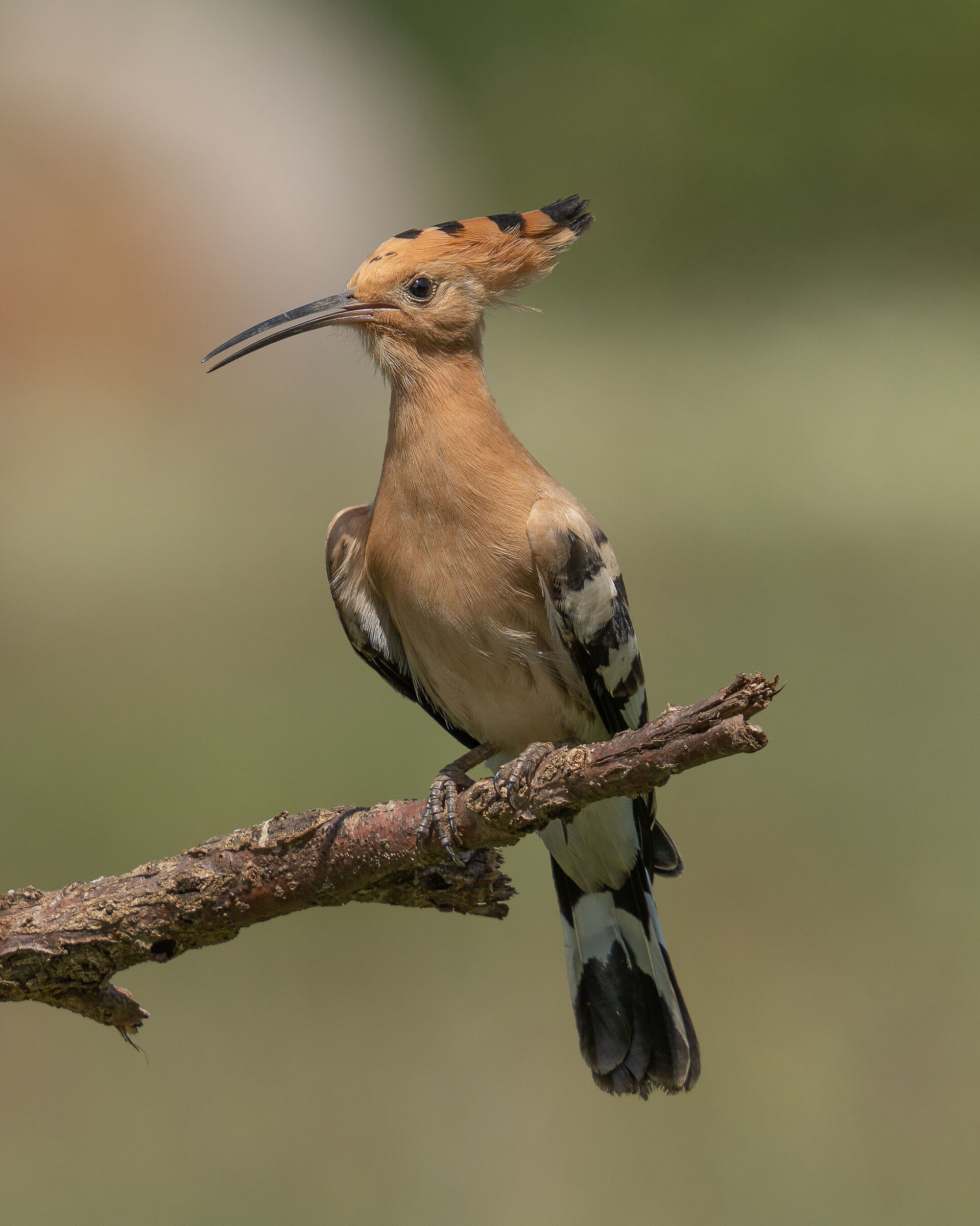 Hoopoe