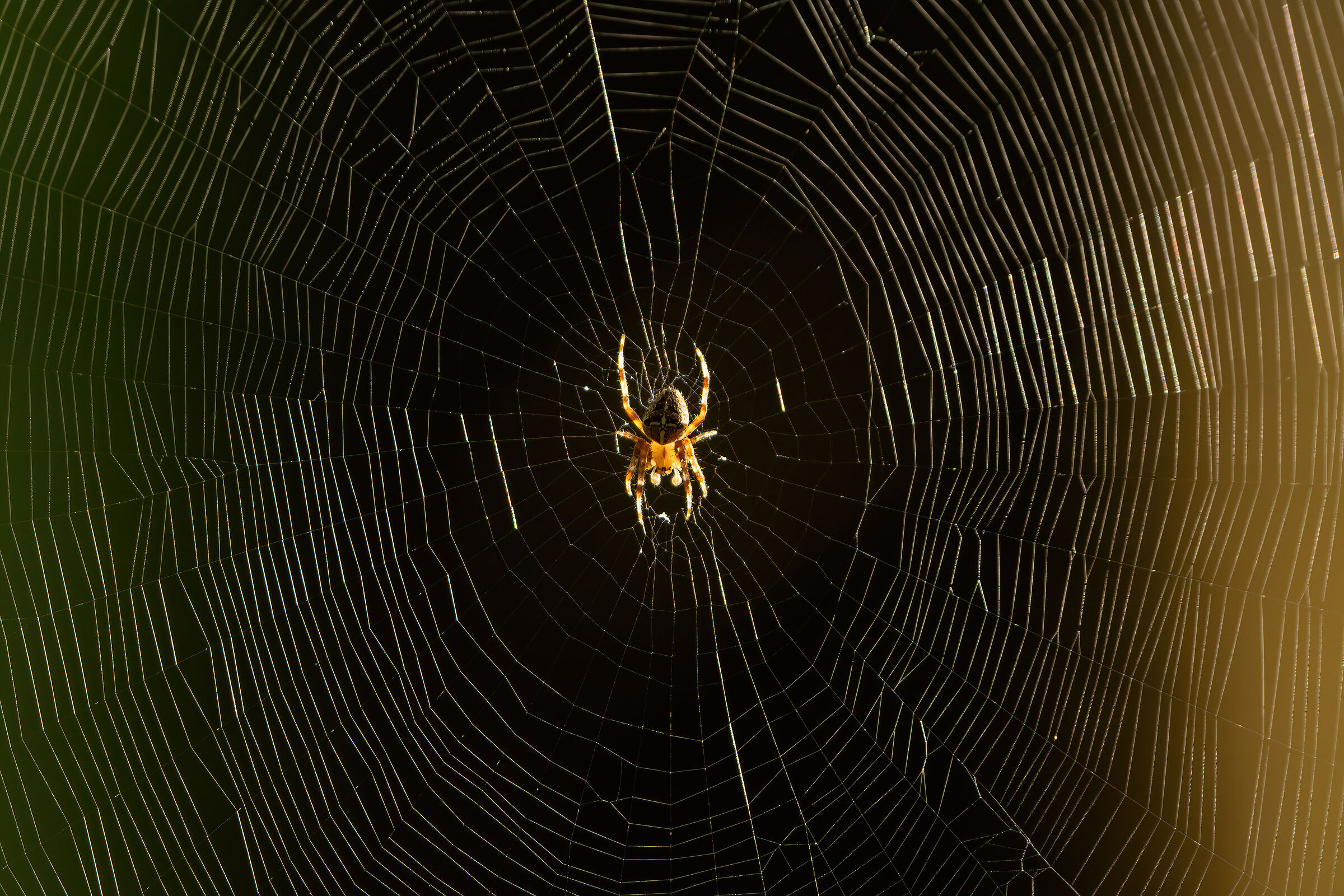 The canvas and the artist