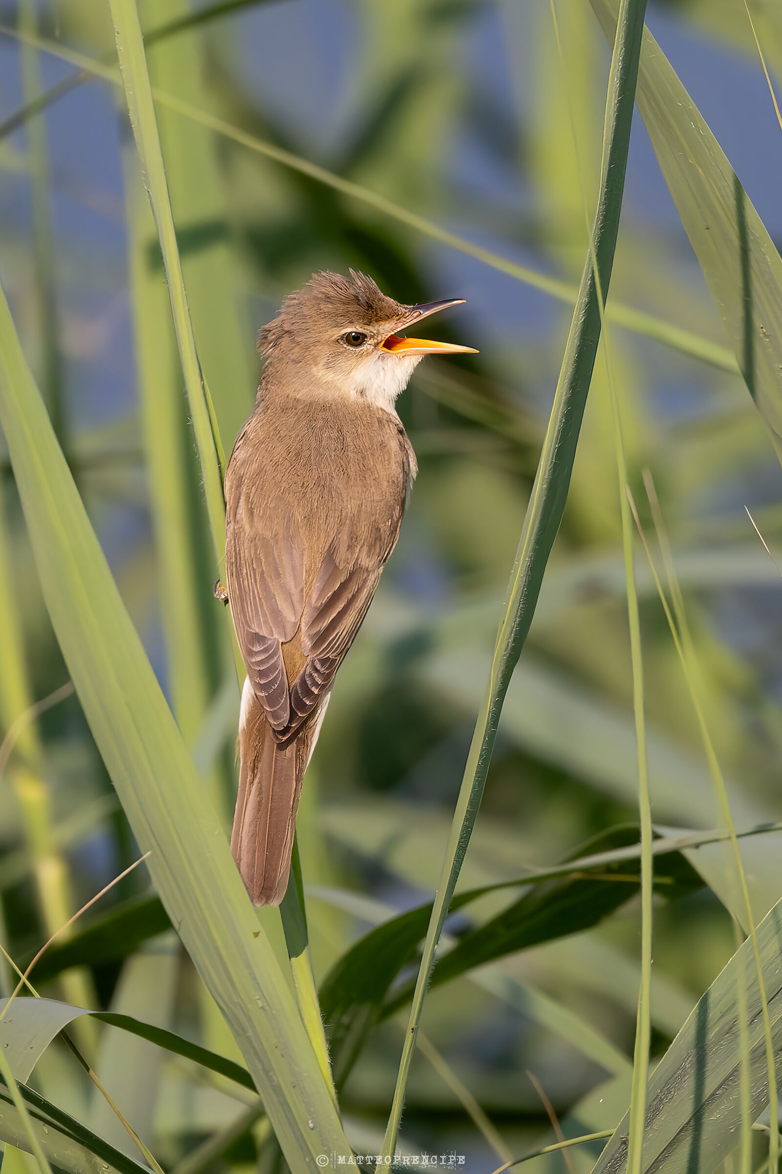 Greenish warbler