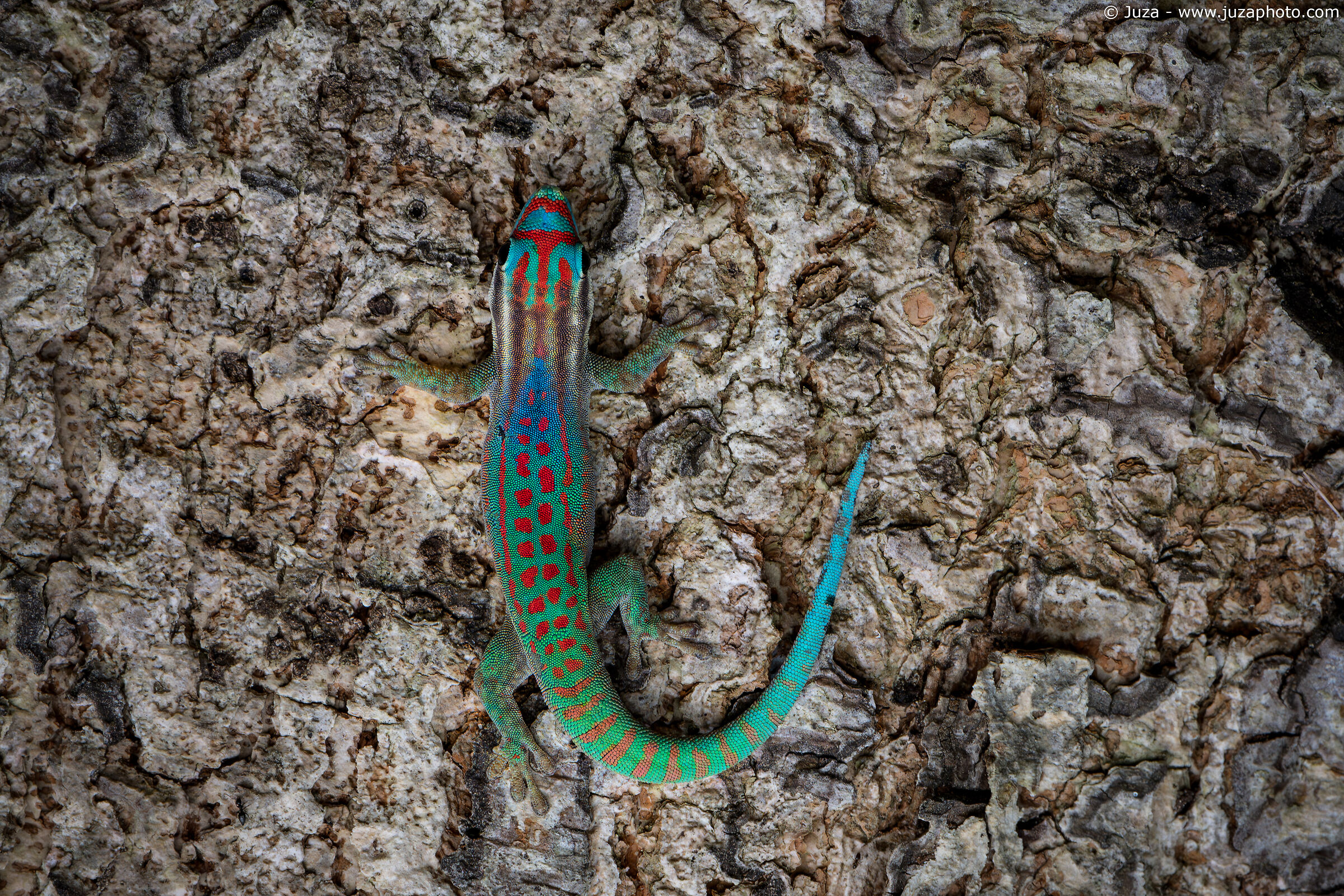 Ornate Day Gecko (Phelsuma ornata)