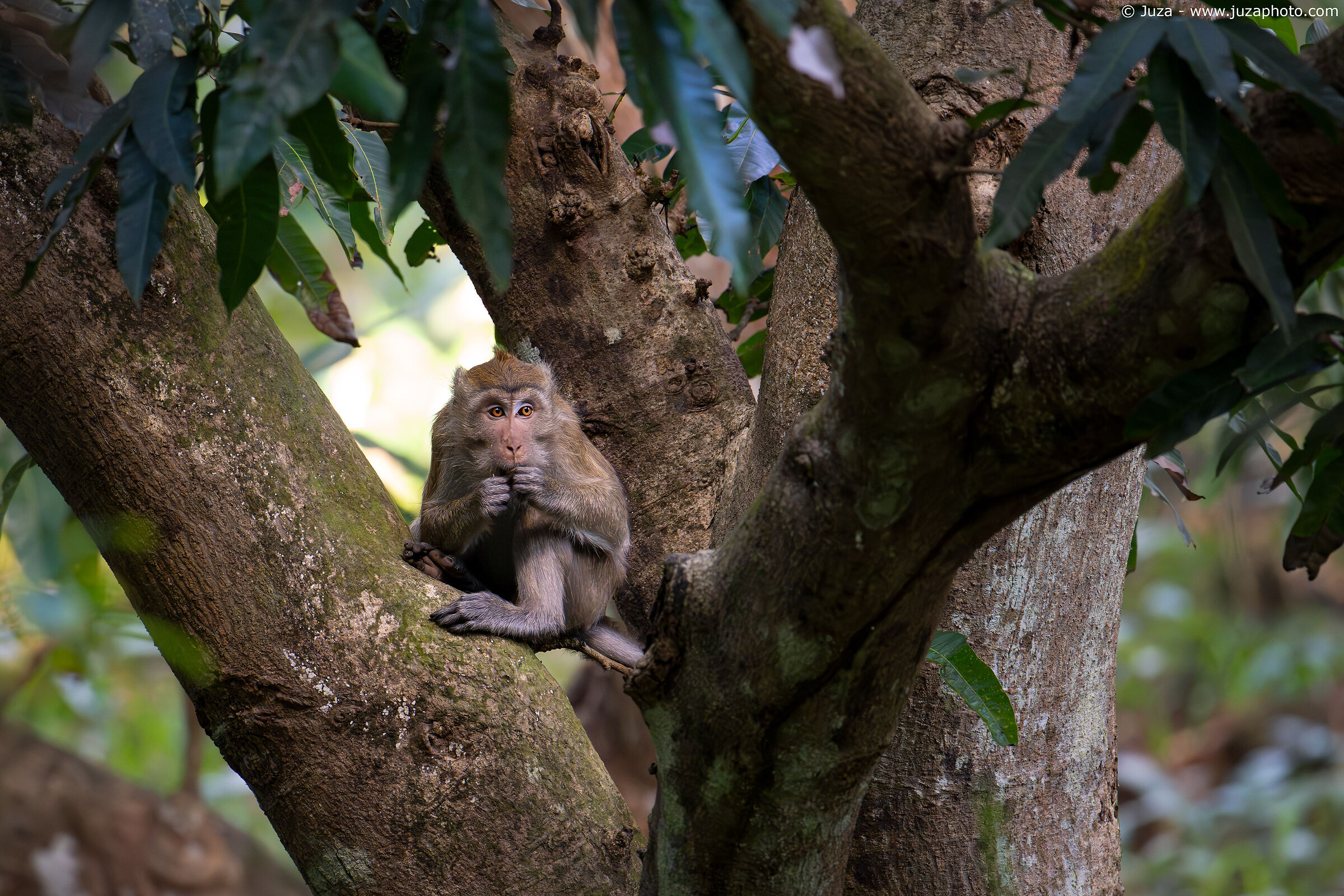 Long-tailed Macaque (Macaca fascicularis)