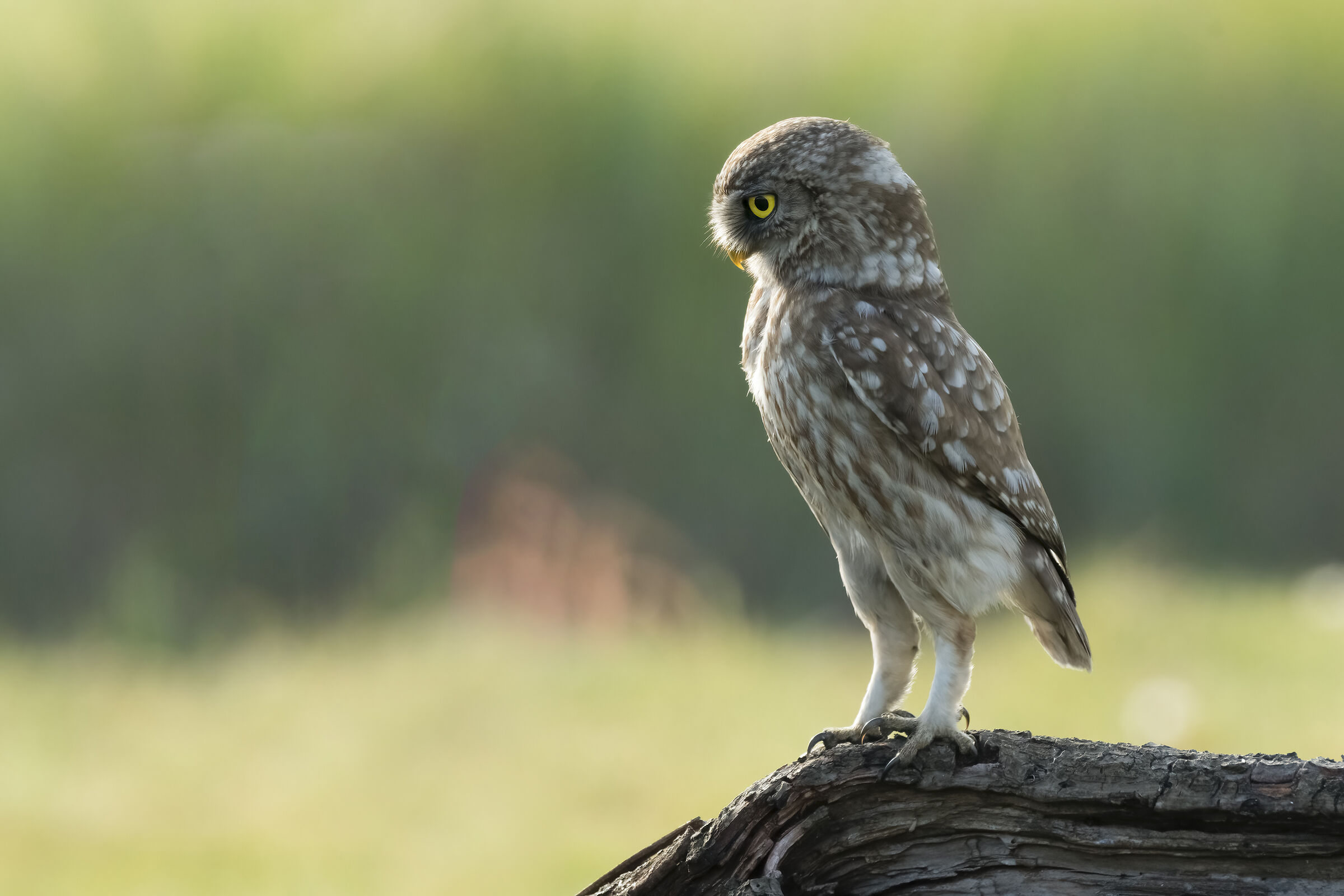 Owl