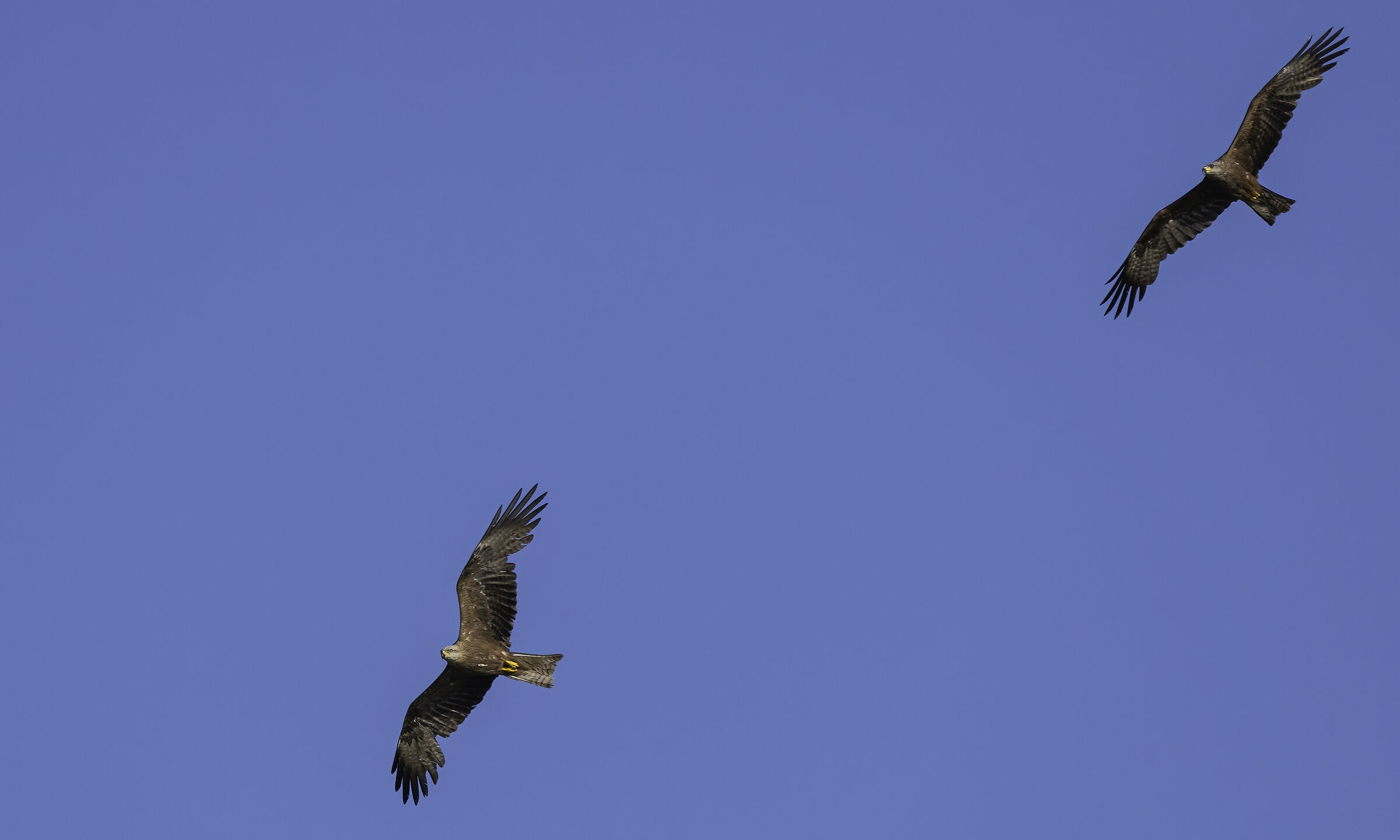 La coppia (Milvus migrans)