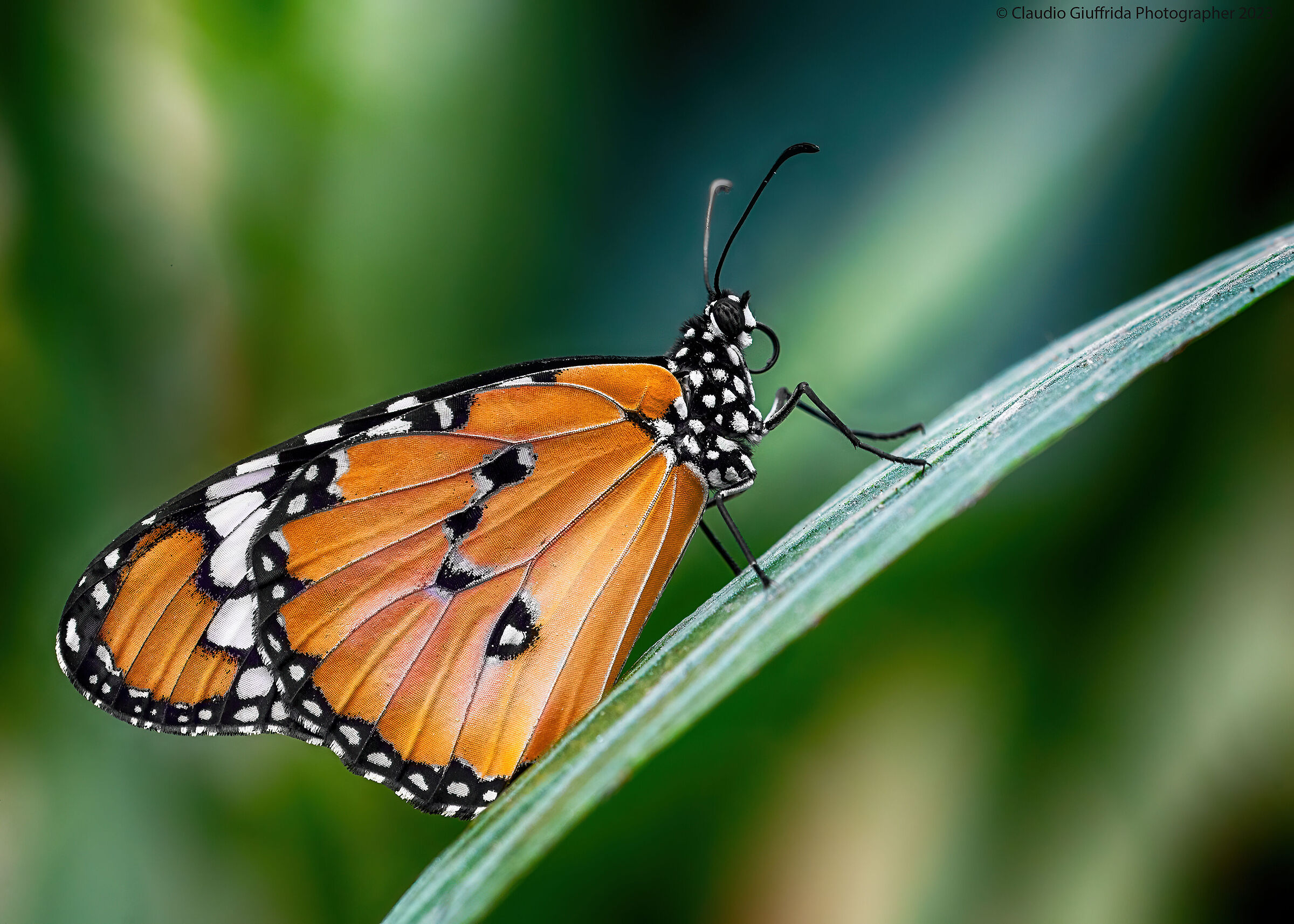 Danaus chrysippus