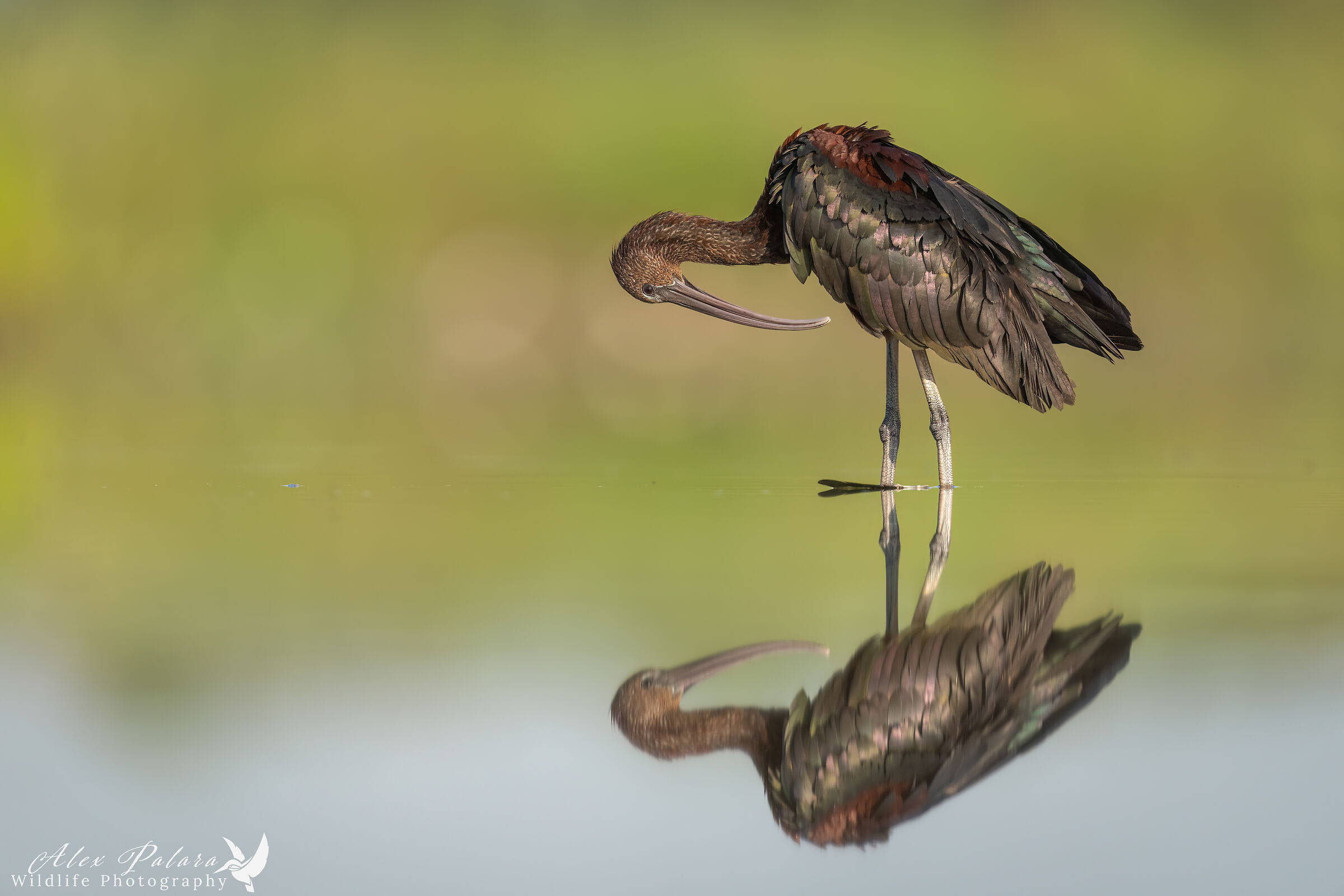 Glossy on the Po delta