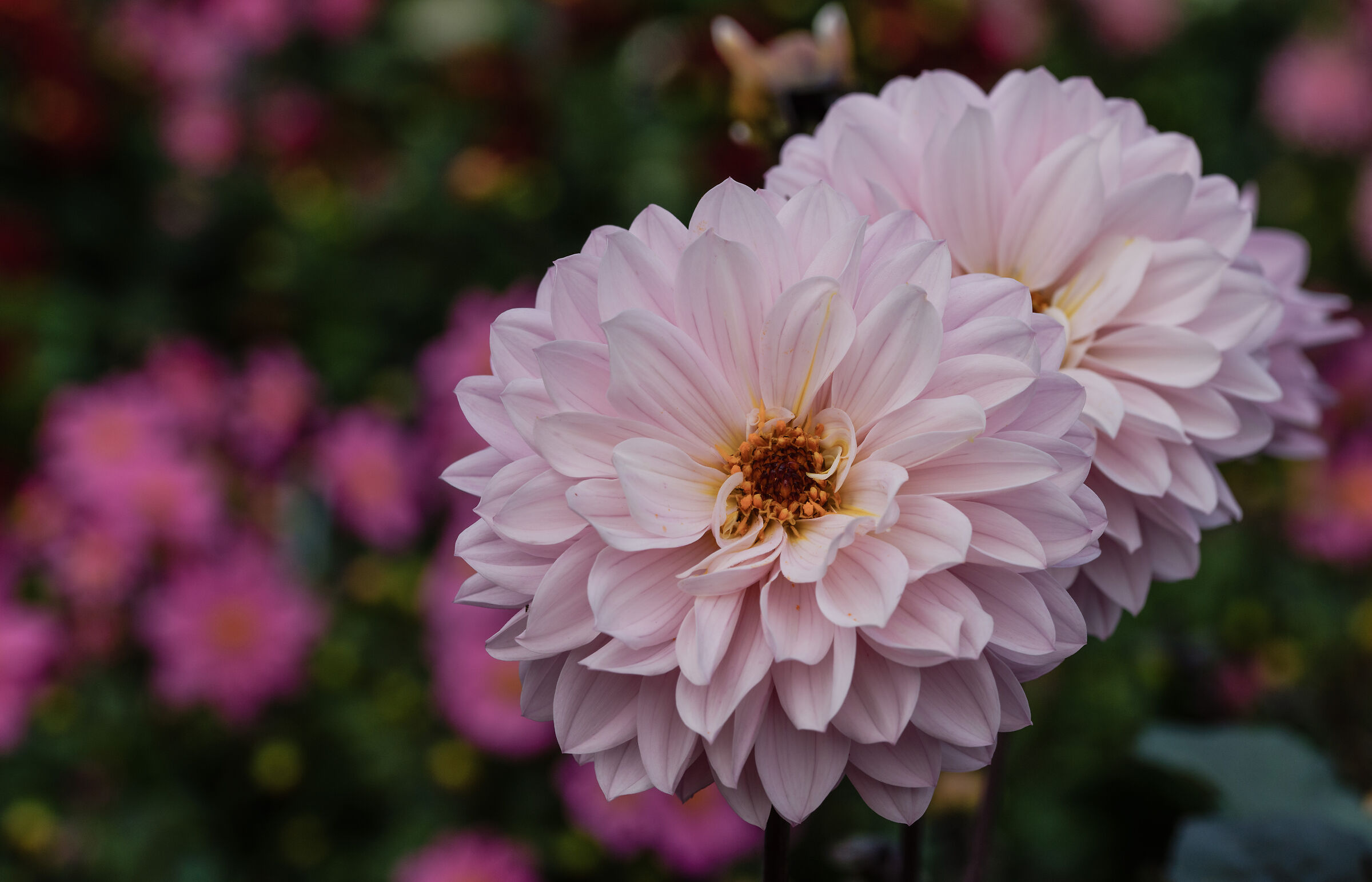dahlia