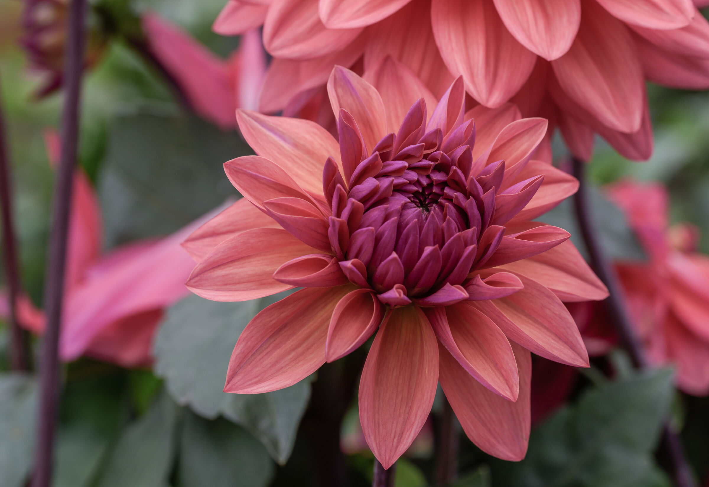 dahlia