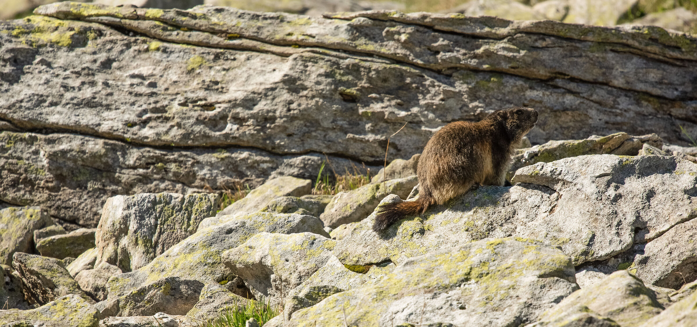 marmot