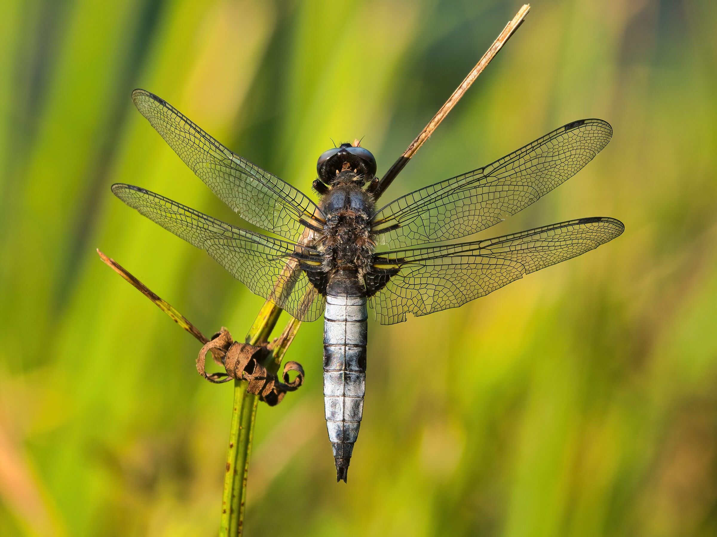 Dragonfly