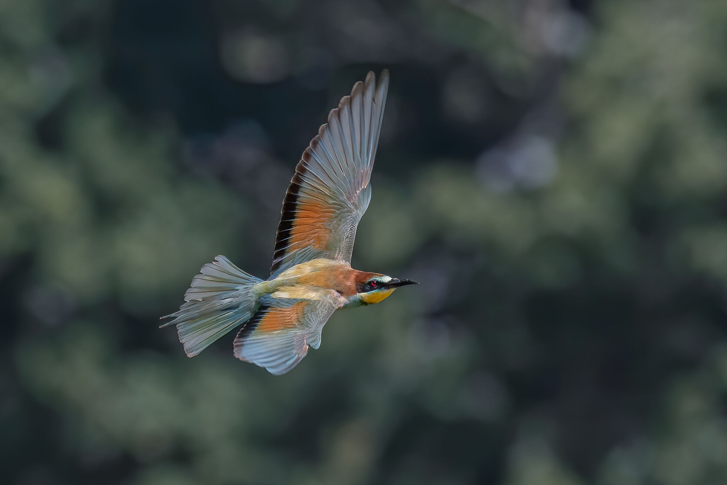 Gruccione(Merops apiaster)