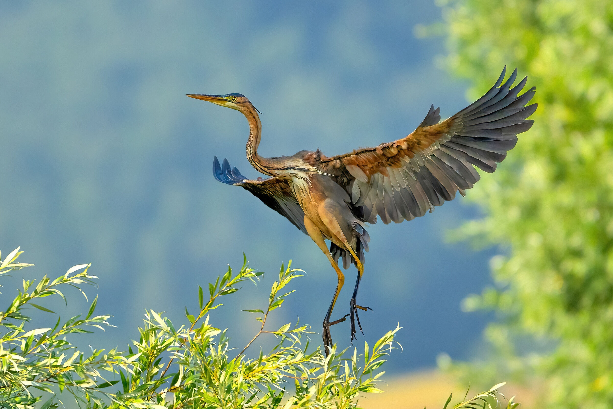 Purple Heron (Ardea purpurea)