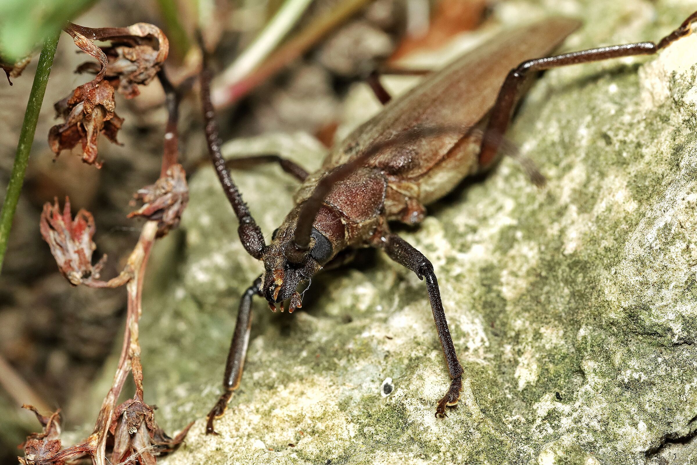 Aegosoma scabricorne _ male