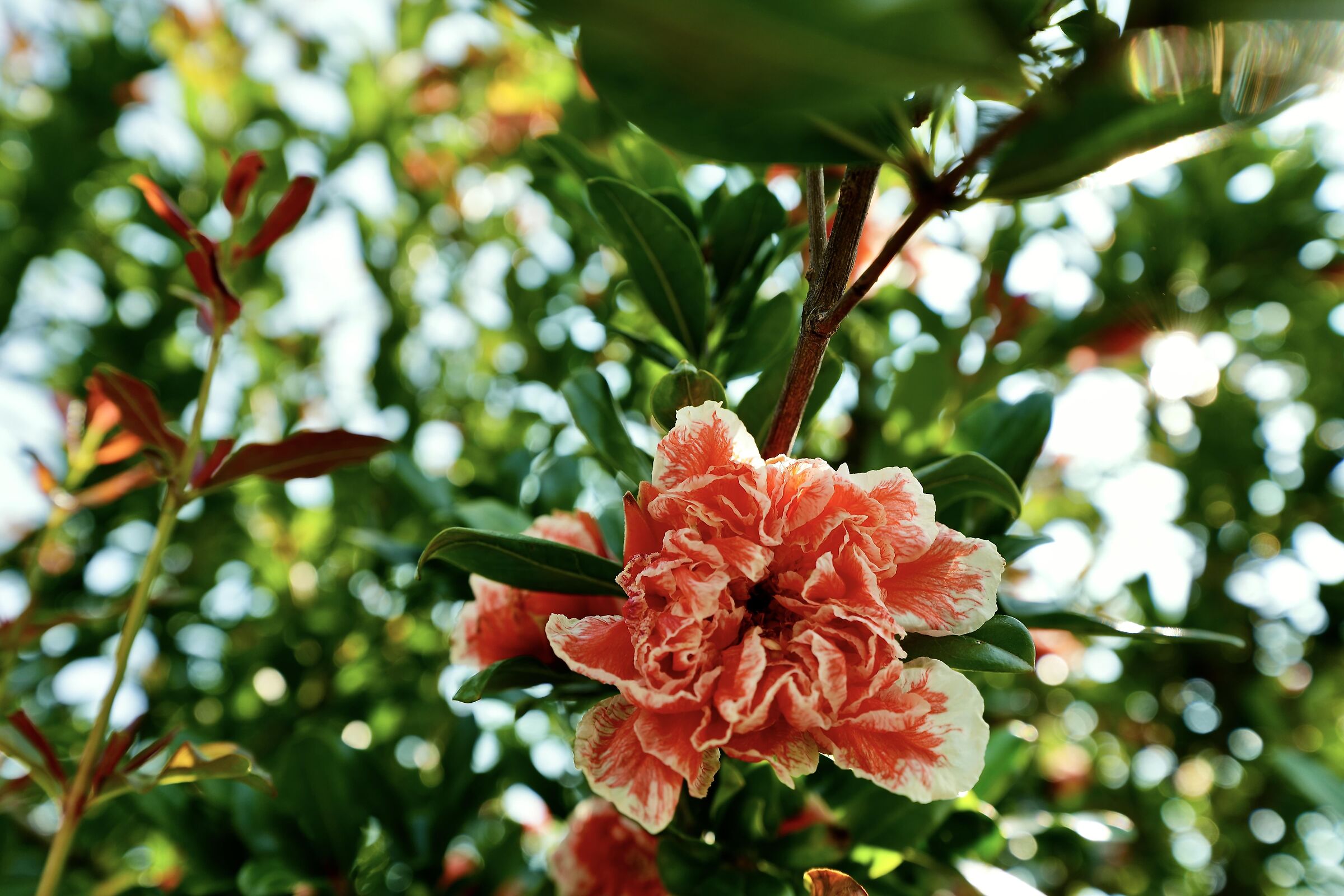 real flower