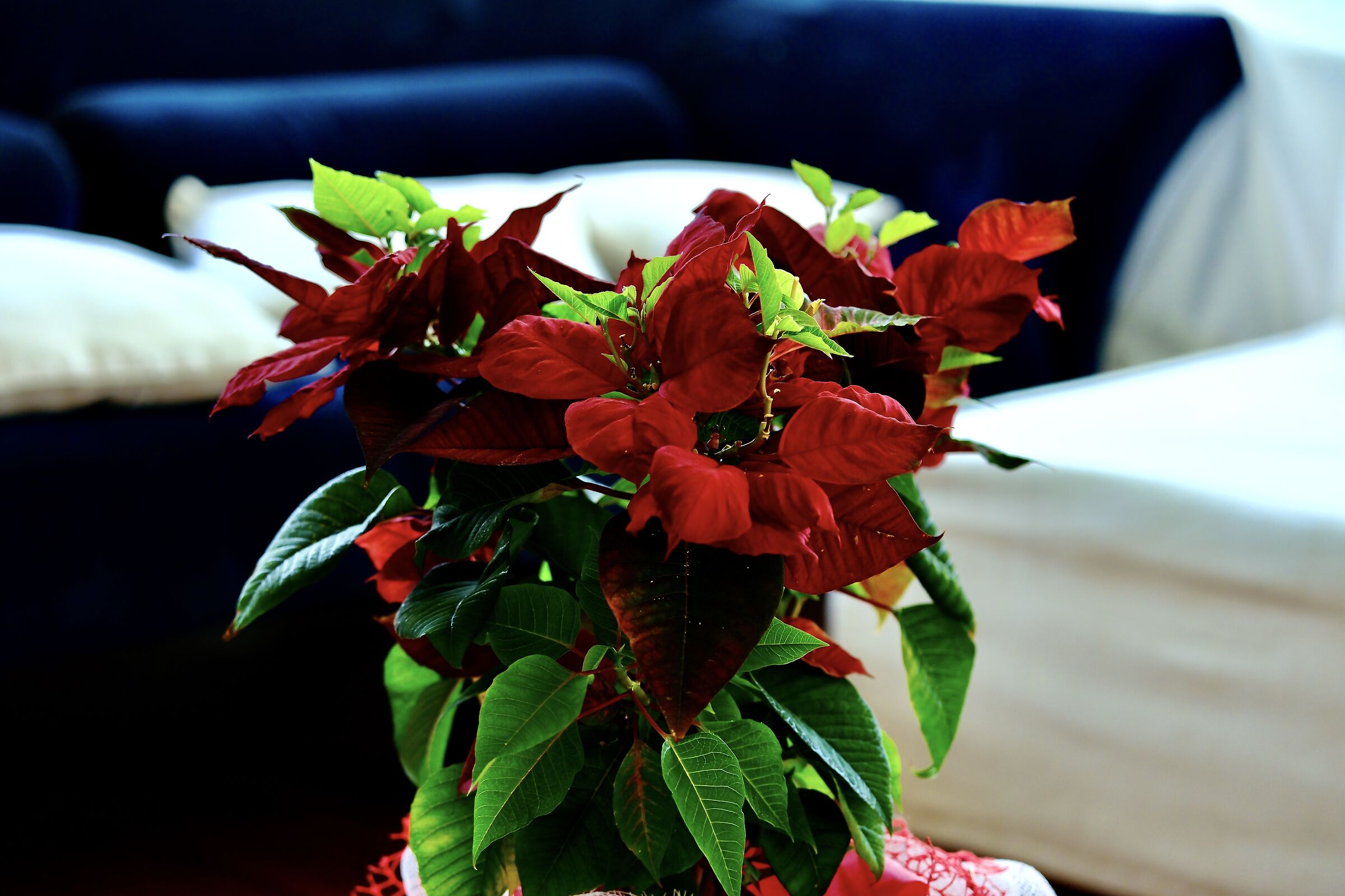 Christmas Plant