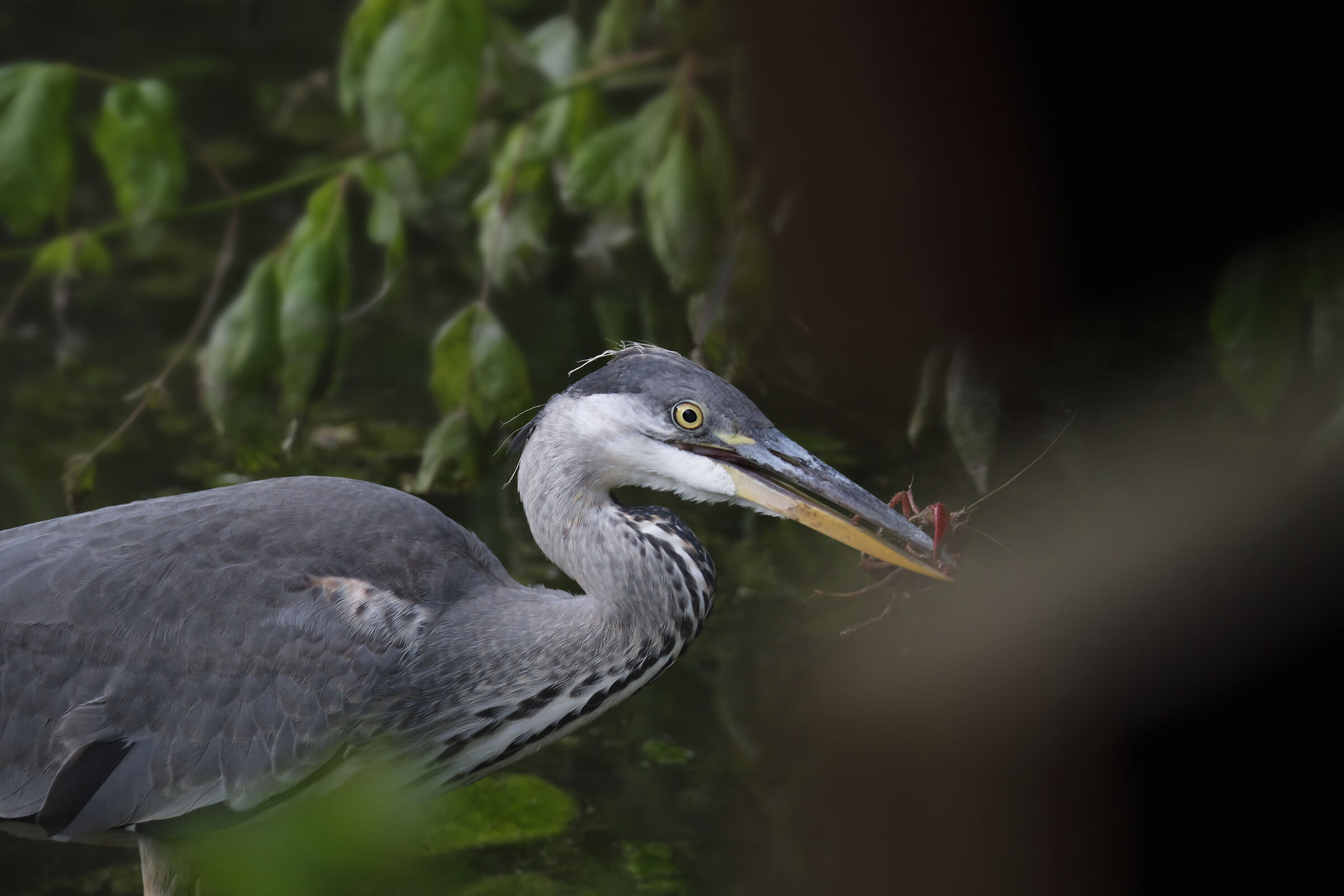Cenerino con granchio