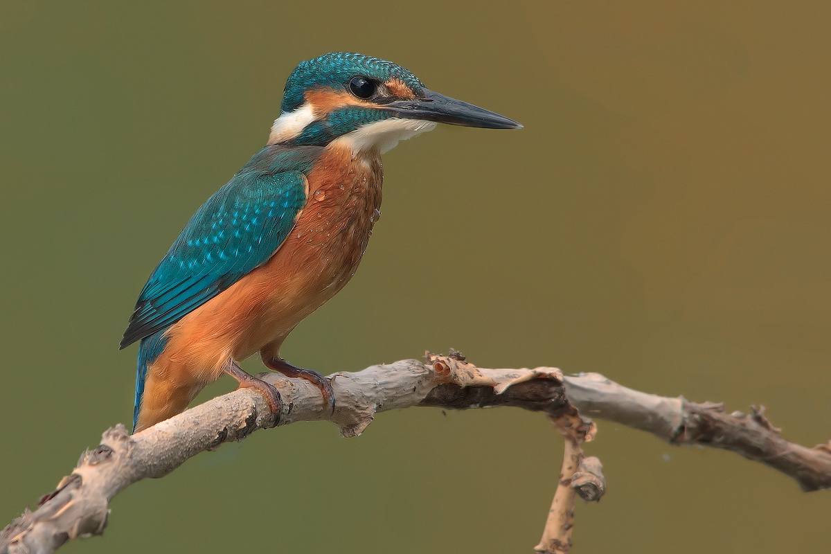 Alcedo atthis