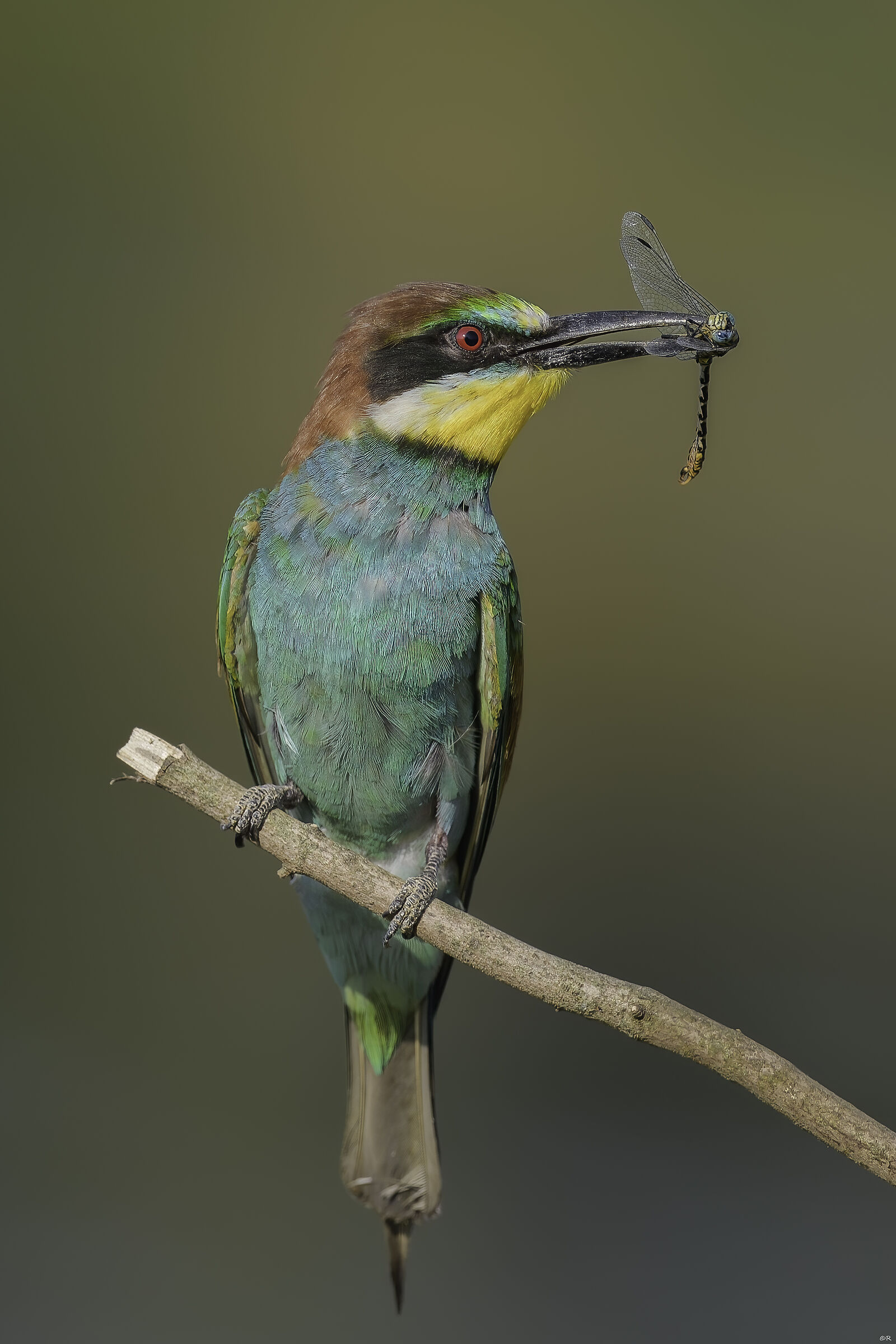 Merops Apiaster with Dragonfly