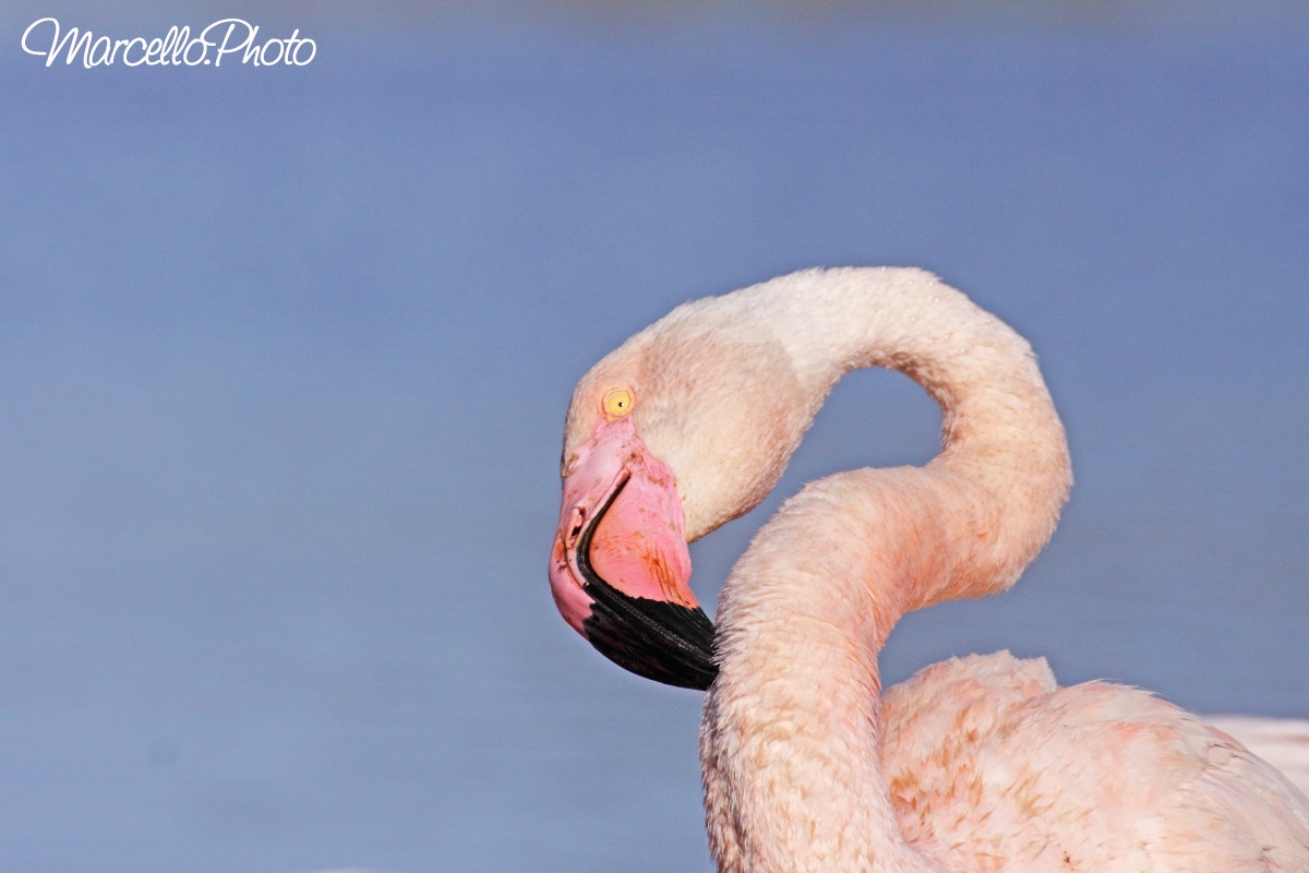 fenicottero camargue