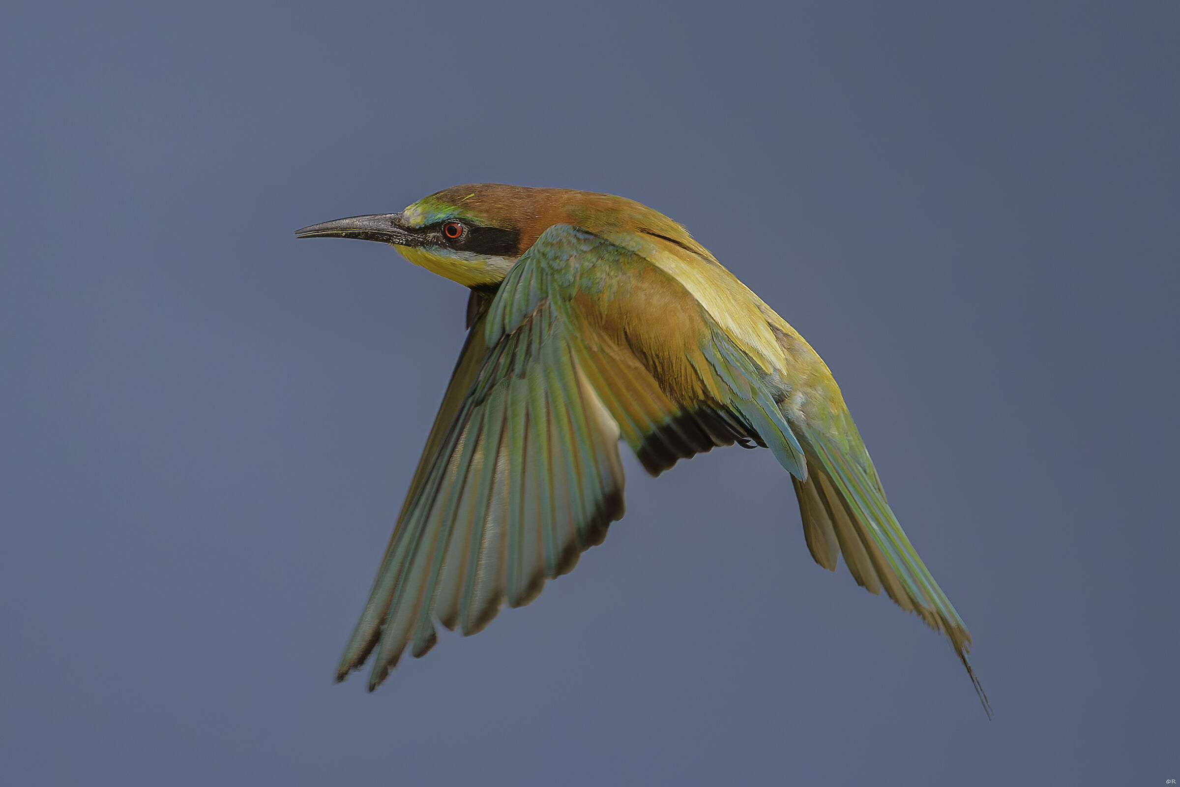 Grucione in volo