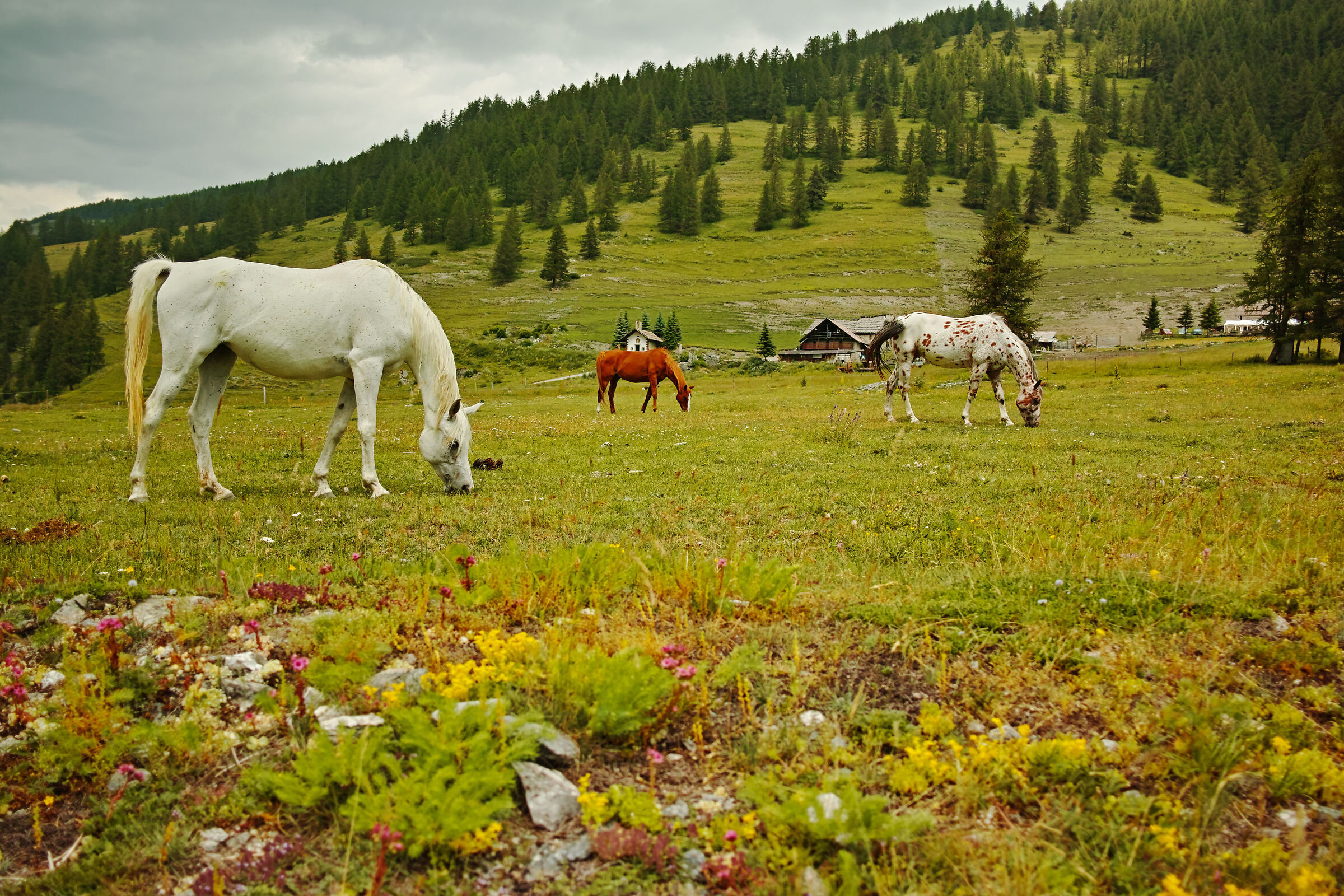 Horses in Valle Argentera