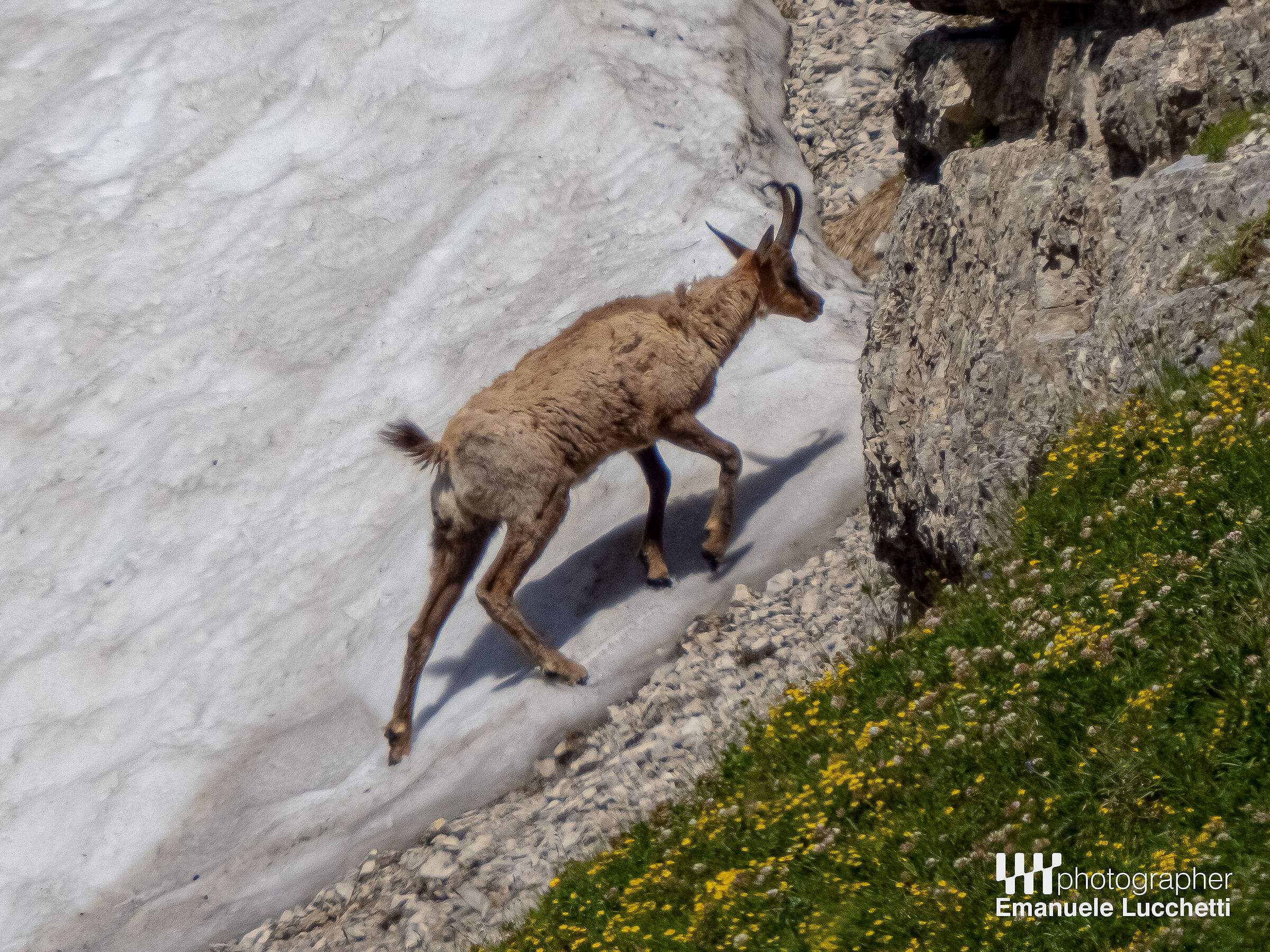 Camoscio d'Abruzzo sulla neve