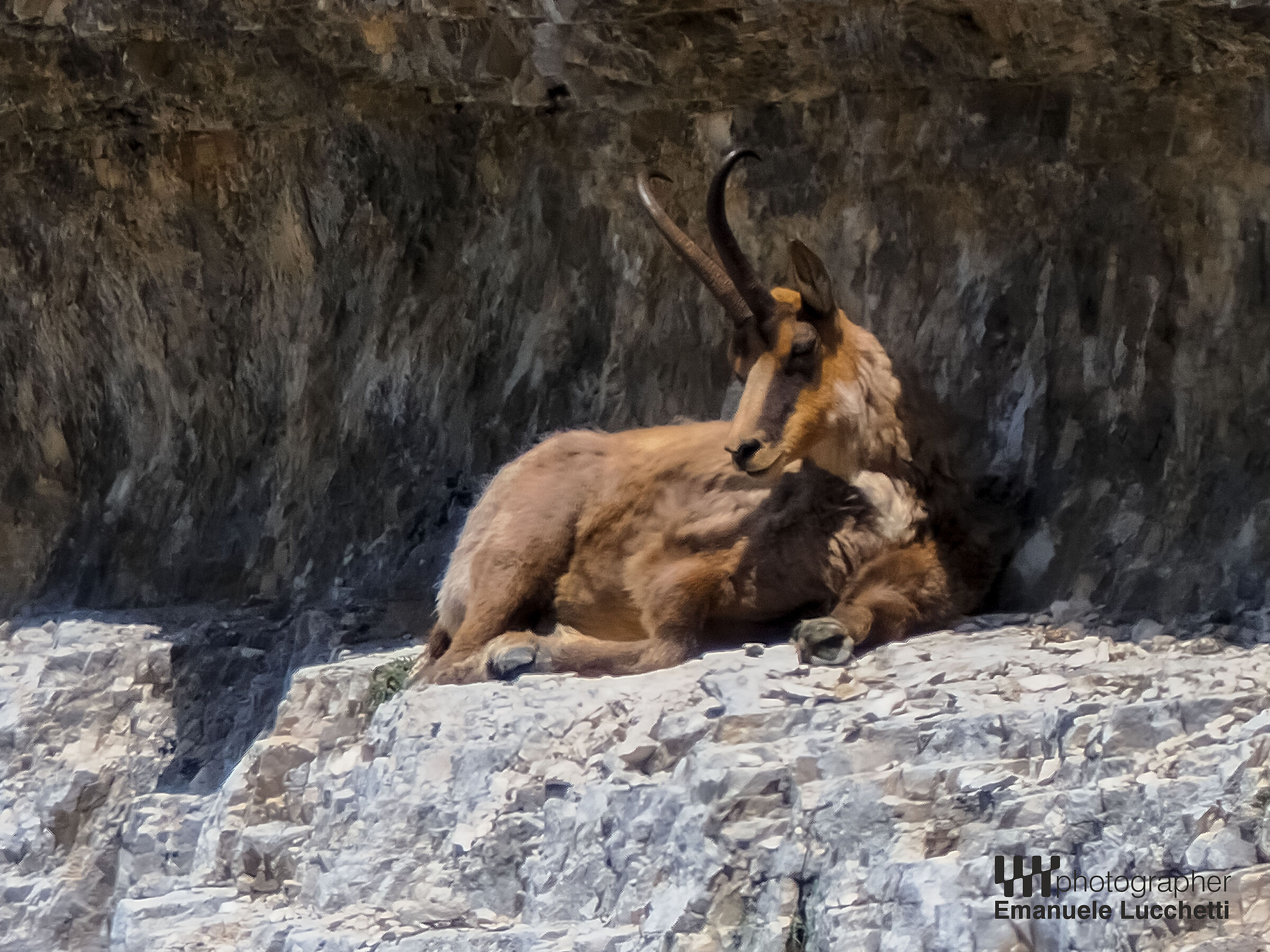 Camoscio d'Abruzzo sulla neve