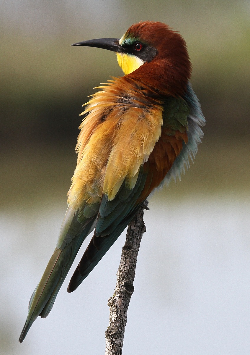 Bee-eater "Where did she go"