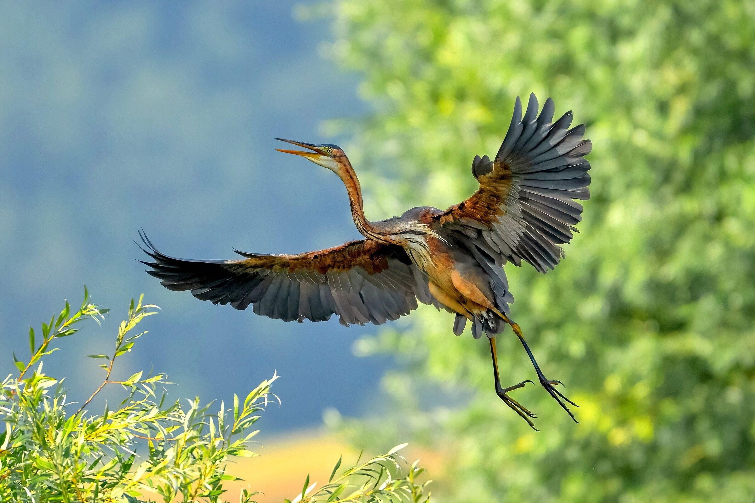 Purple Heron (Ardea purpurea)