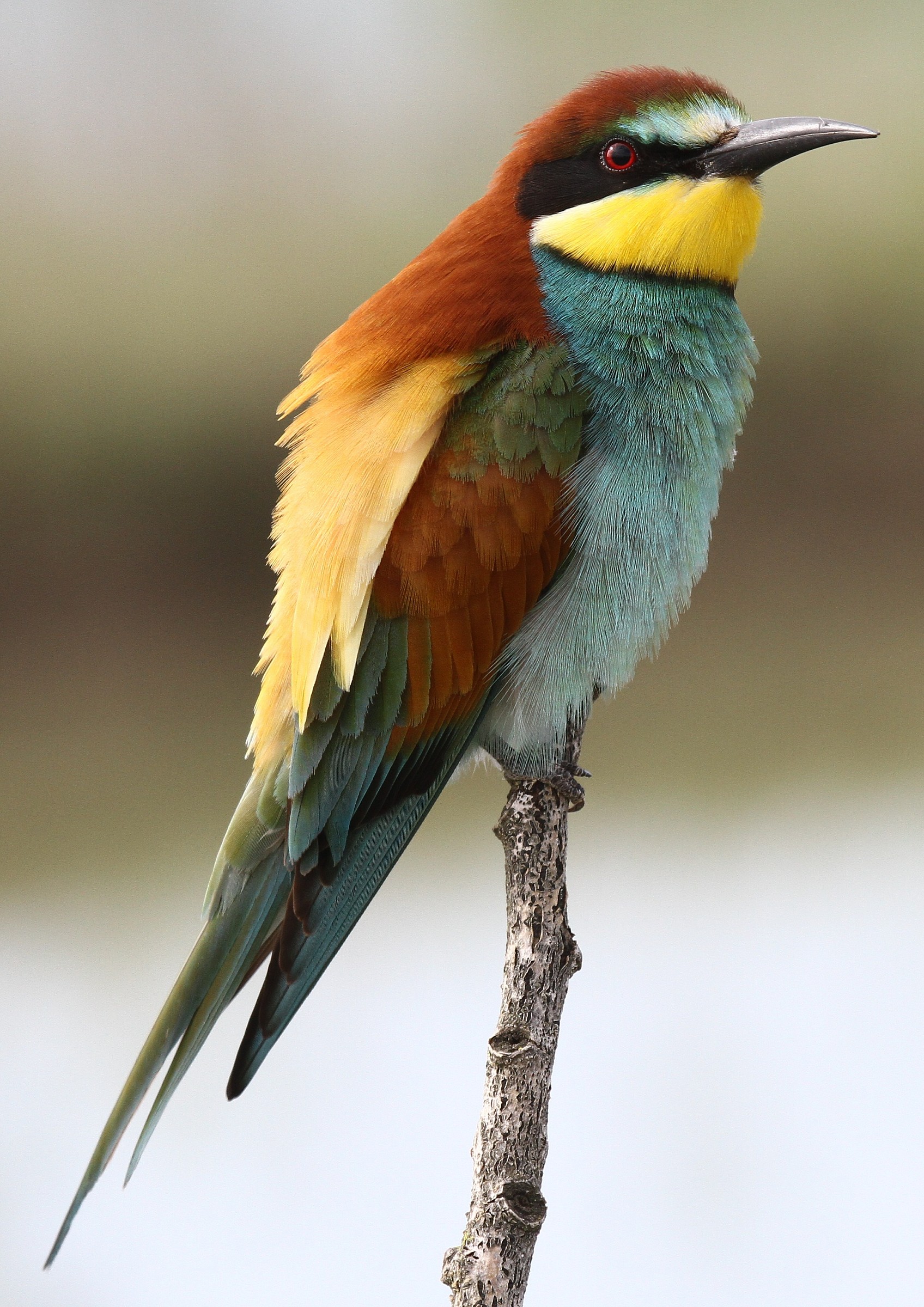 Bee-eater "I saw you"
