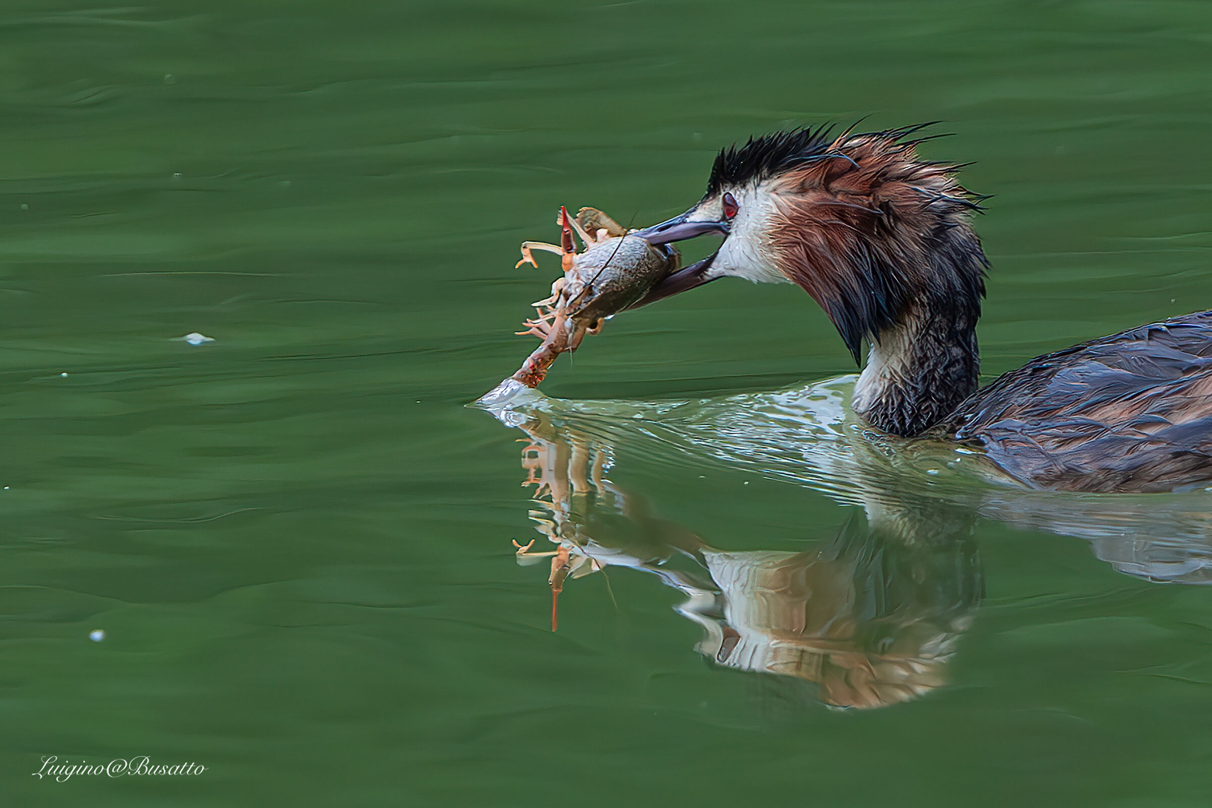 Great grebe with Luisian shrimp