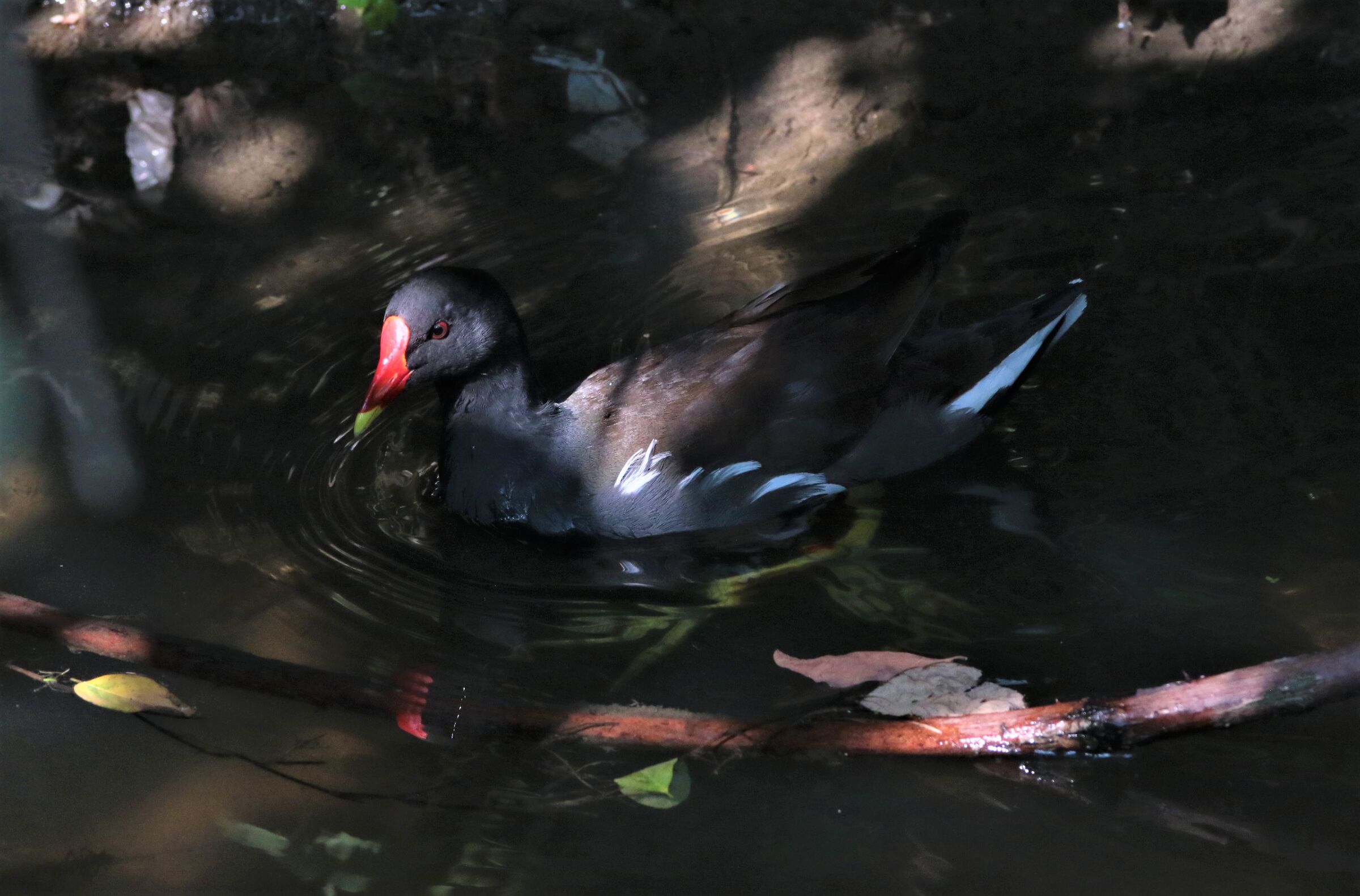 between light and dark