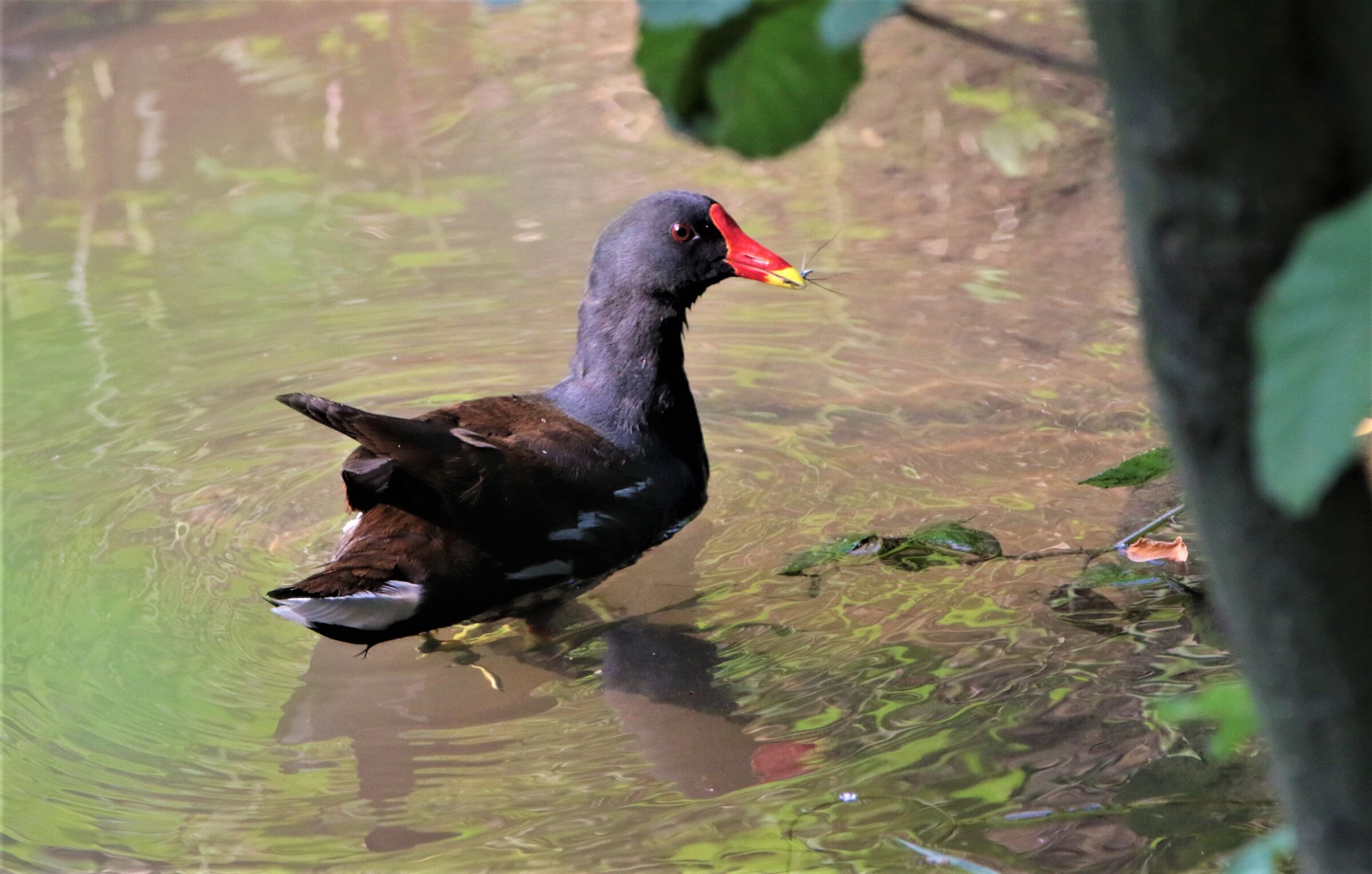 gurnard with water flea 1