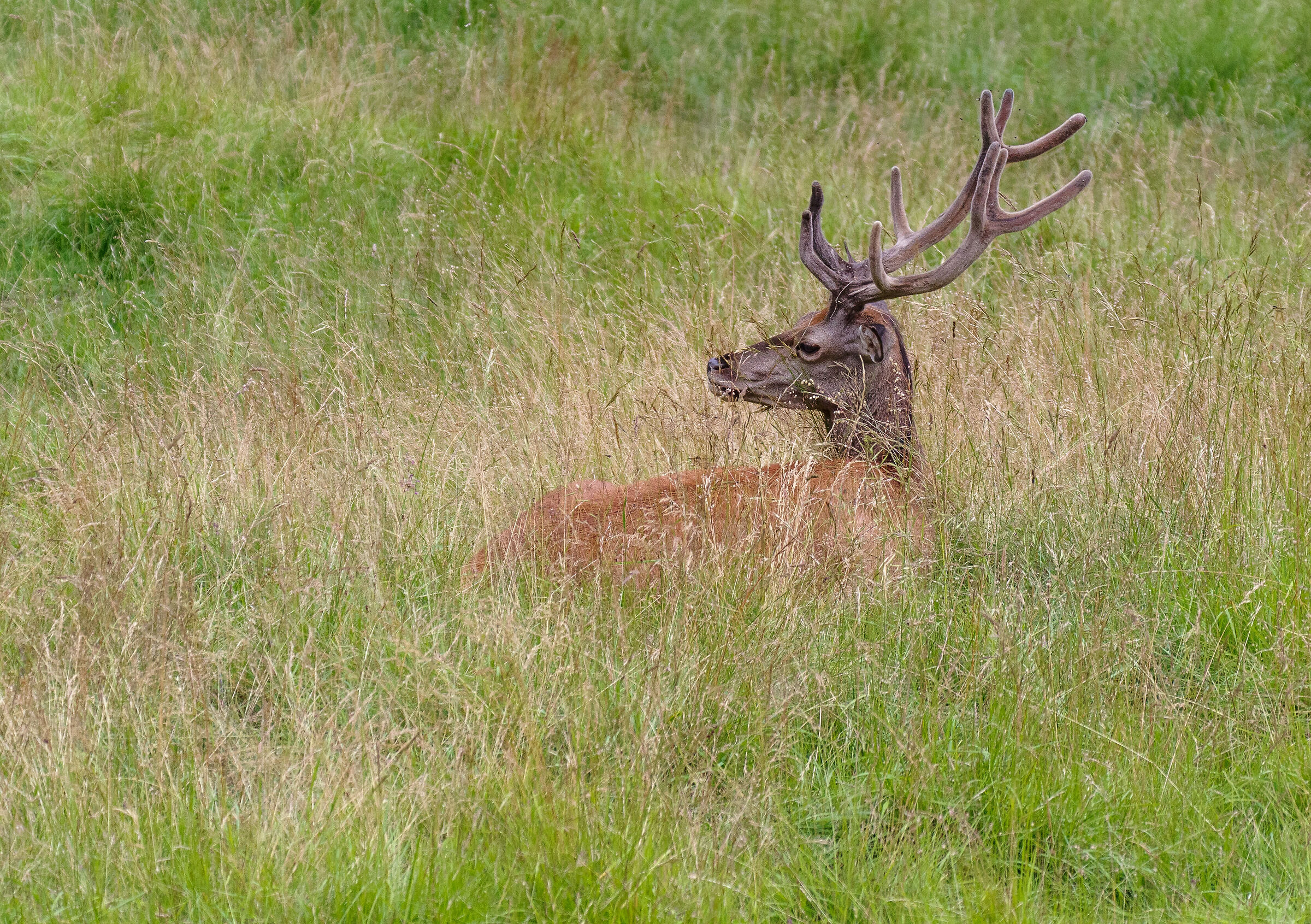 Deer in the summer heat